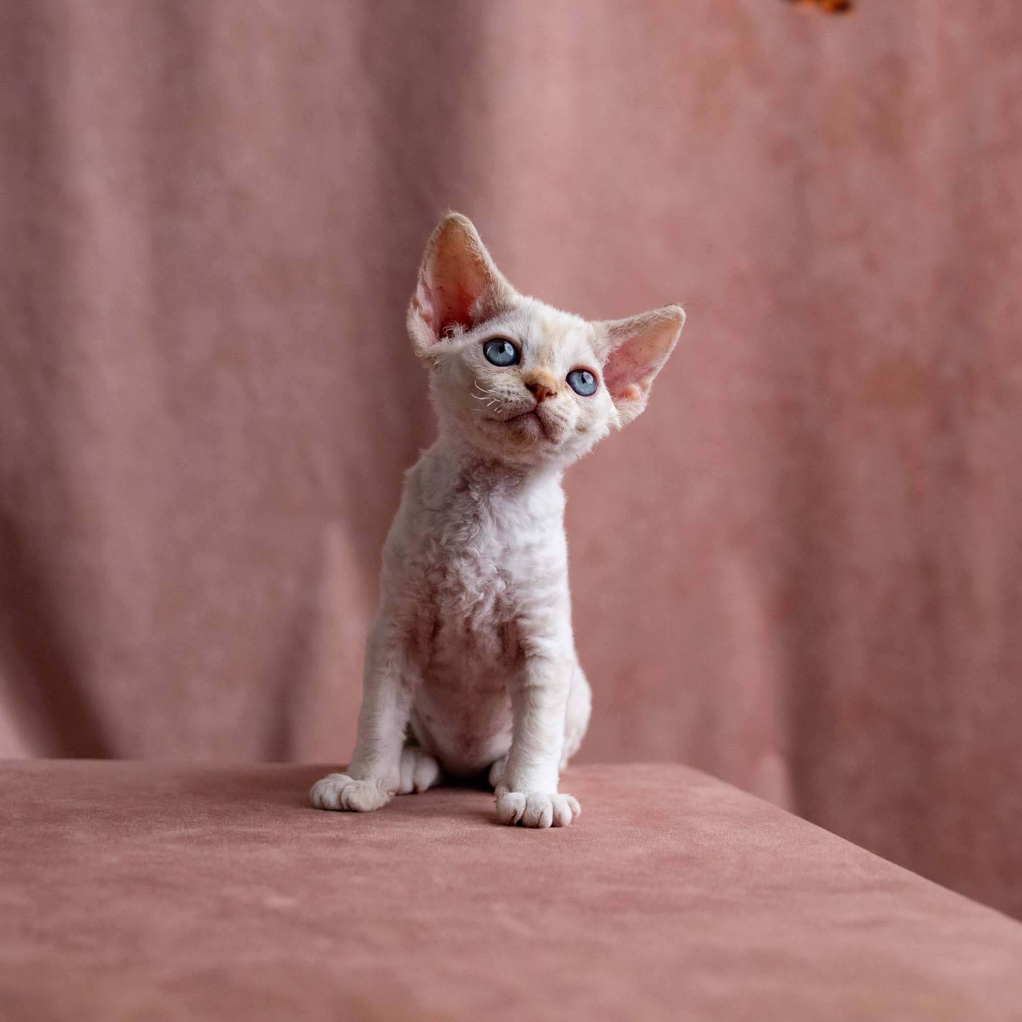 Vivi, girl, born on 08.27.2026. Devon Rex Pixie Cattery