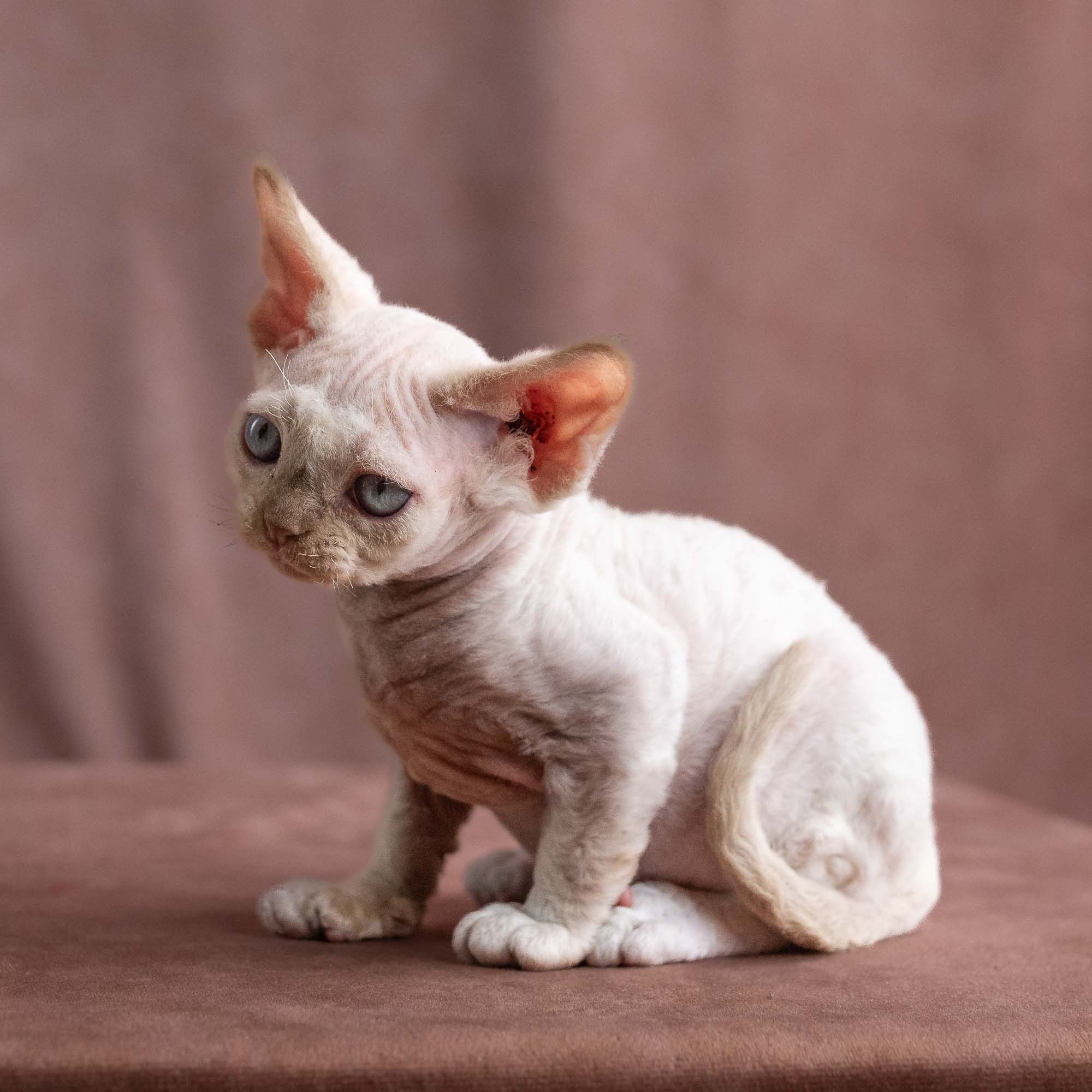 Vince, boy, born on 08.27.2026. Devon Rex Pixie Cattery