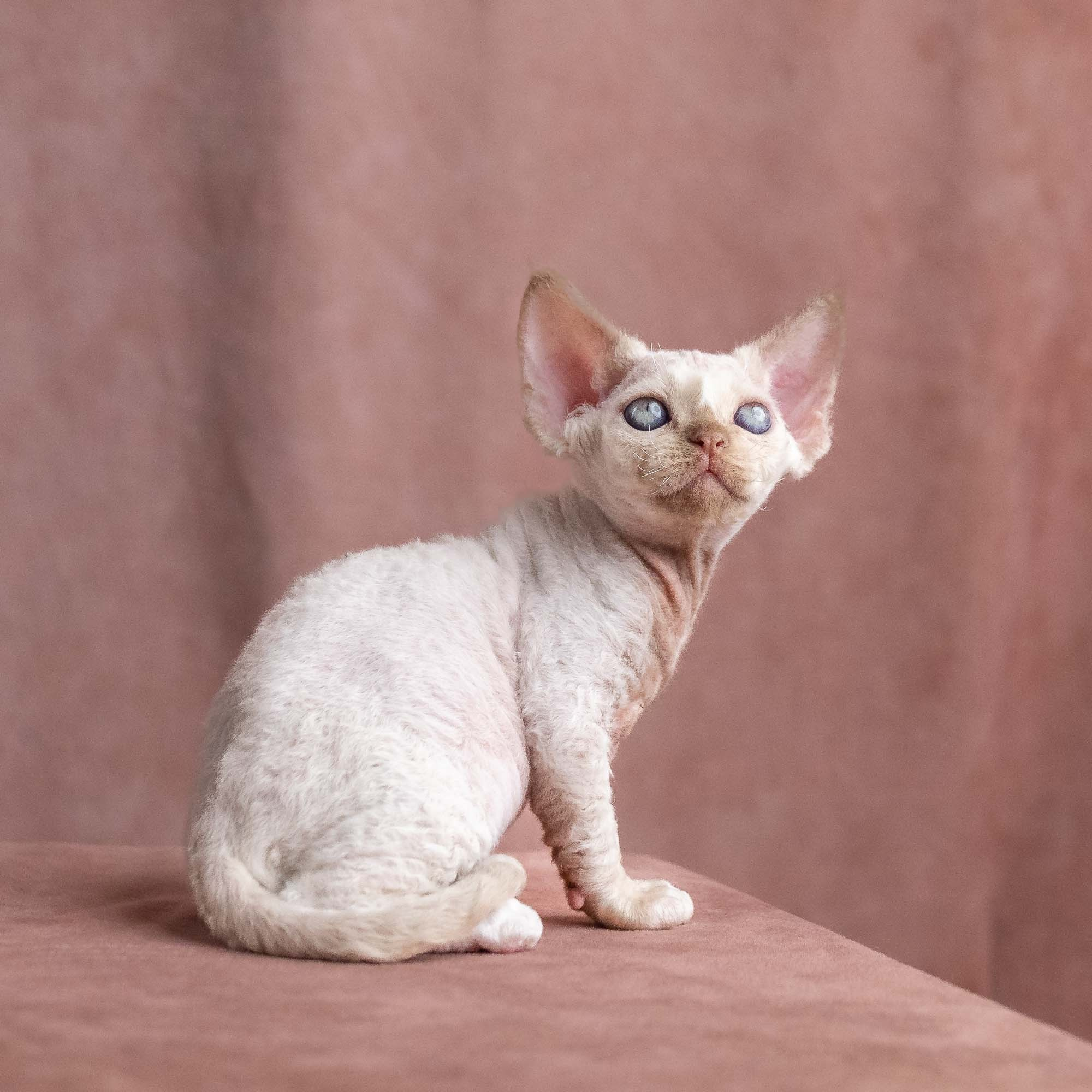 Vince, boy, born on 08.27.2026. Devon Rex Pixie Cattery
