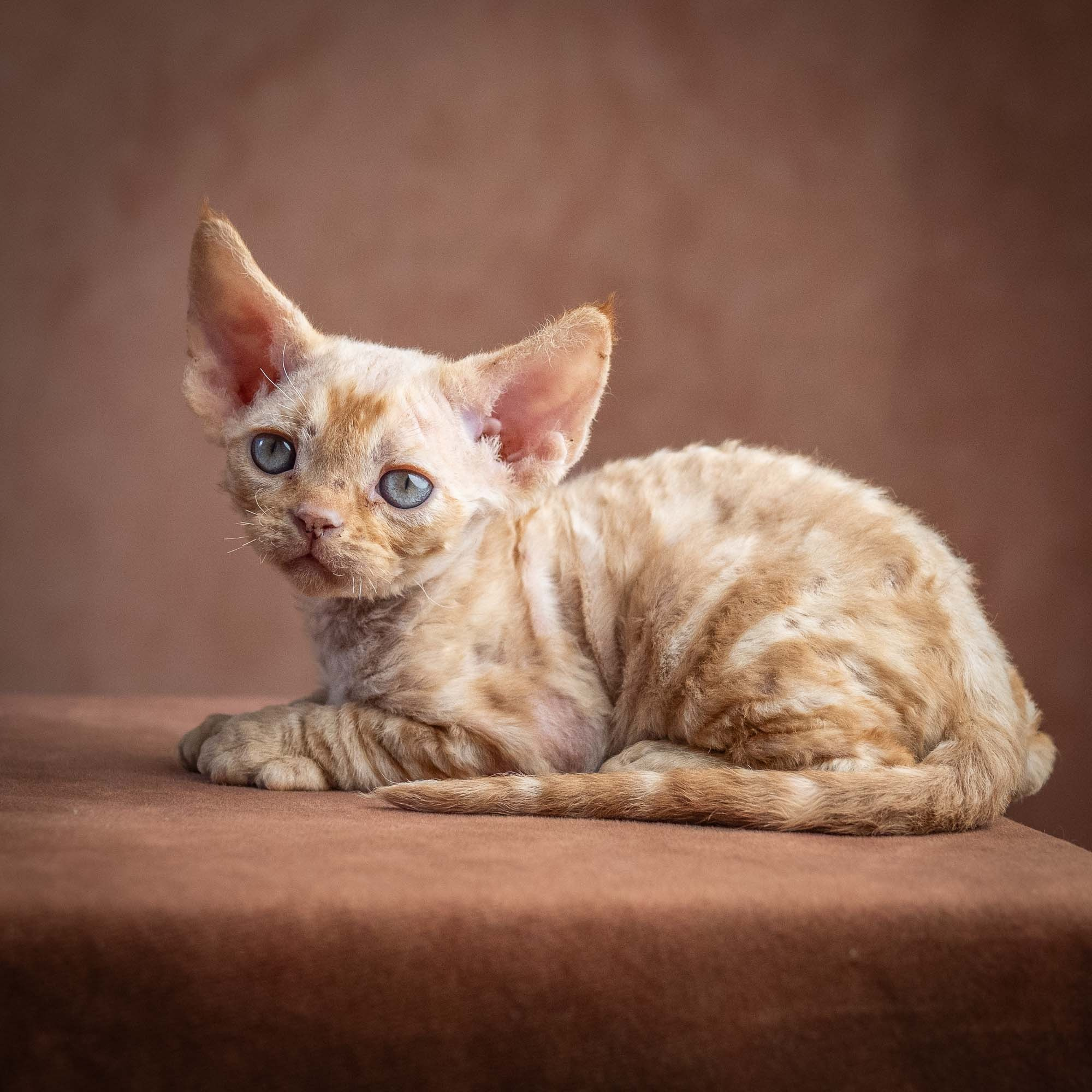 Xan, boy, born on 08.28.2026. Devon Rex Pixie Cattery