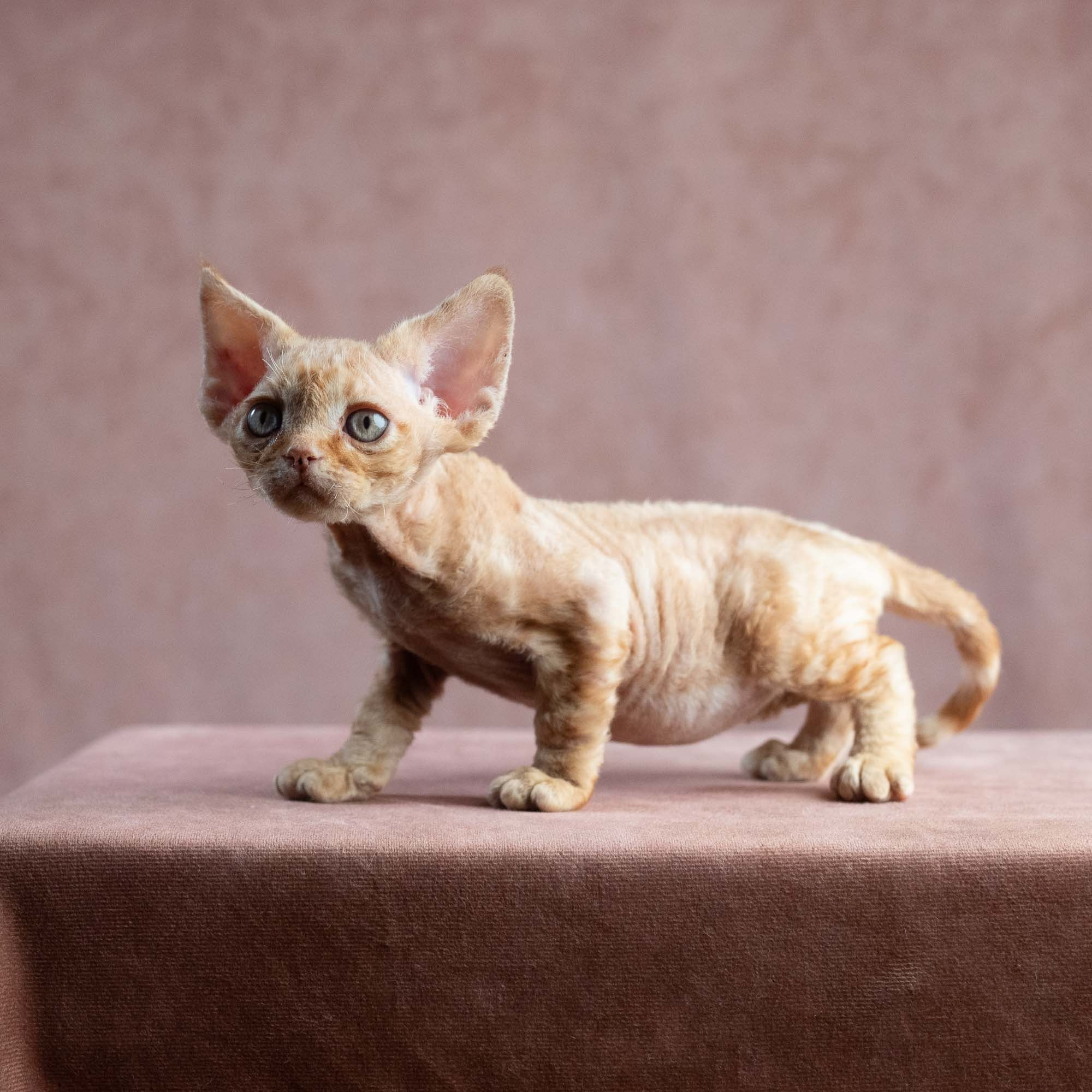 Xander, boy, born on 08.28.2026. Devon Rex Pixie Cattery