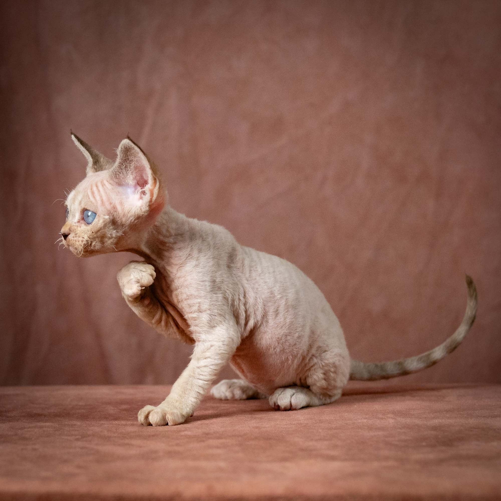 Tyson, boy, born 07.15.2026. Devon Rex Pixie Cattery