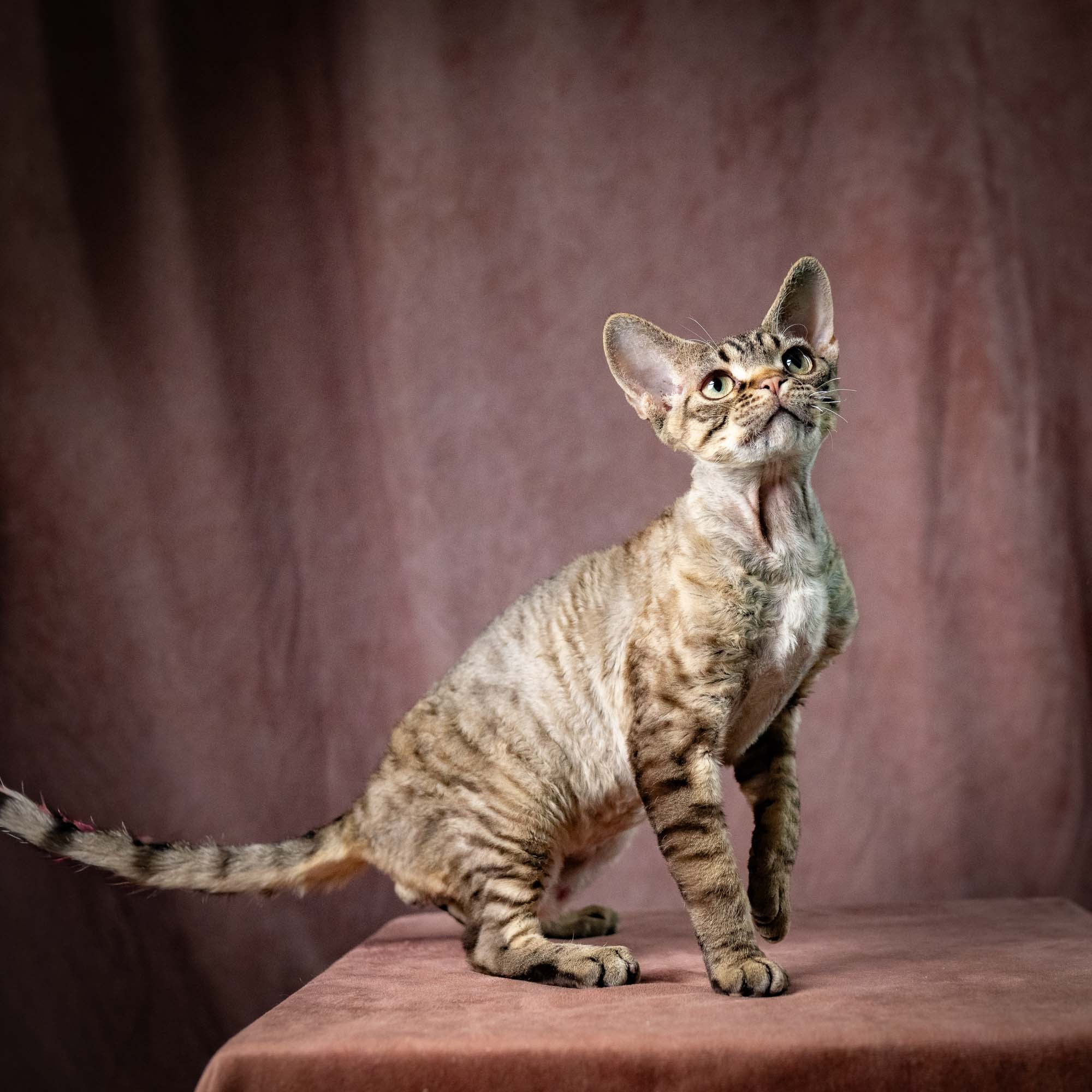 Pixie Ostap. Devon Rex Pixie Cattery