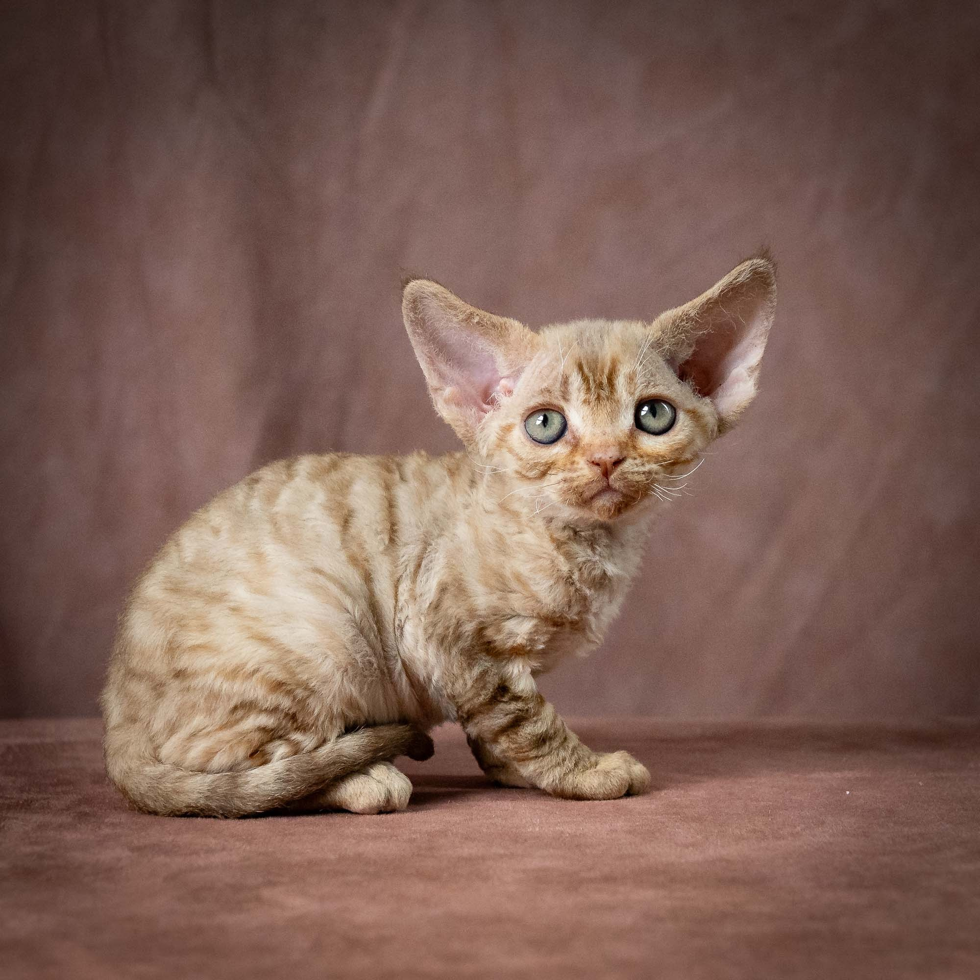 Umi, girl, born 07.19.2026. Devon Rex Pixie Cattery