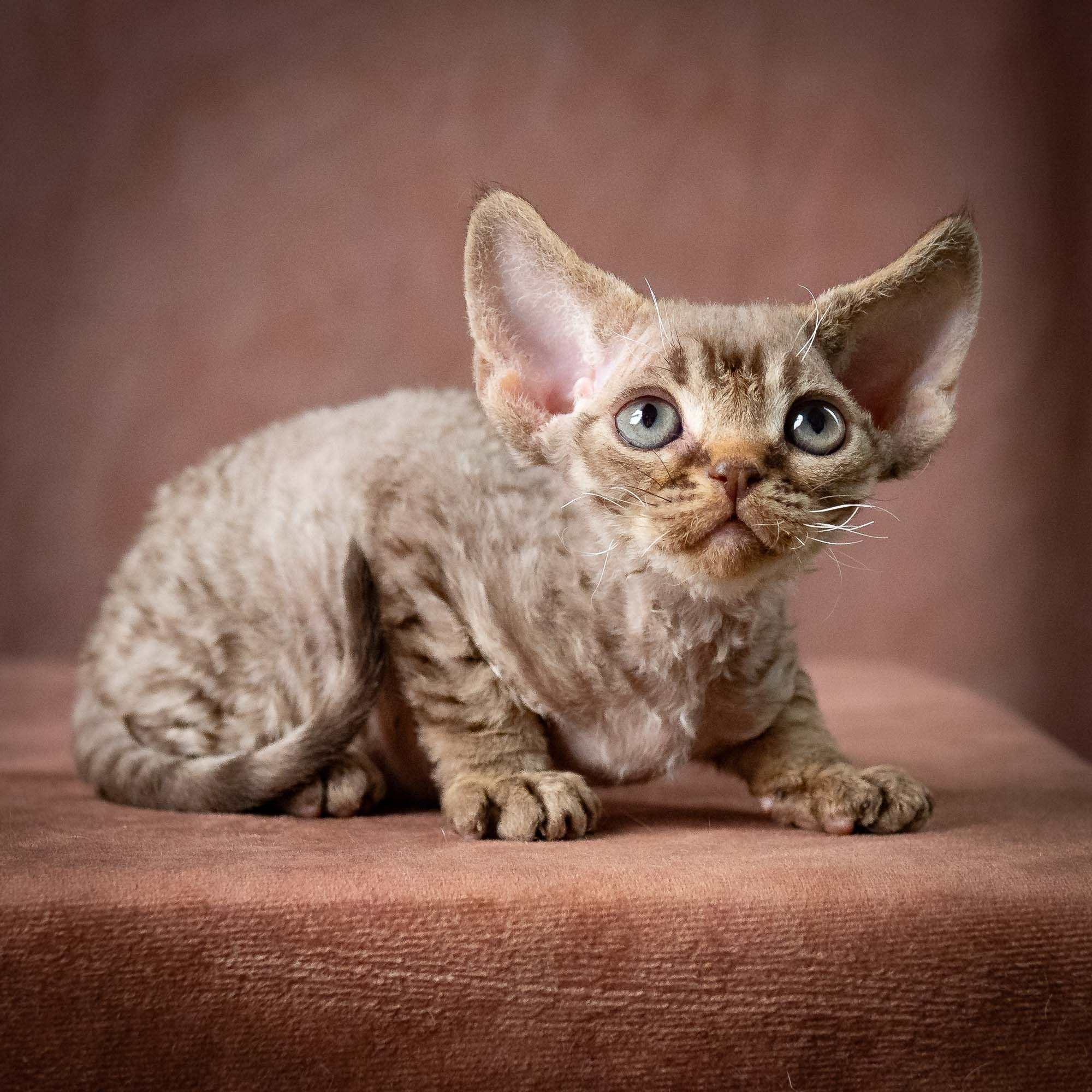 Uri, boy, born 07.19.2026. Devon Rex Pixie Cattery