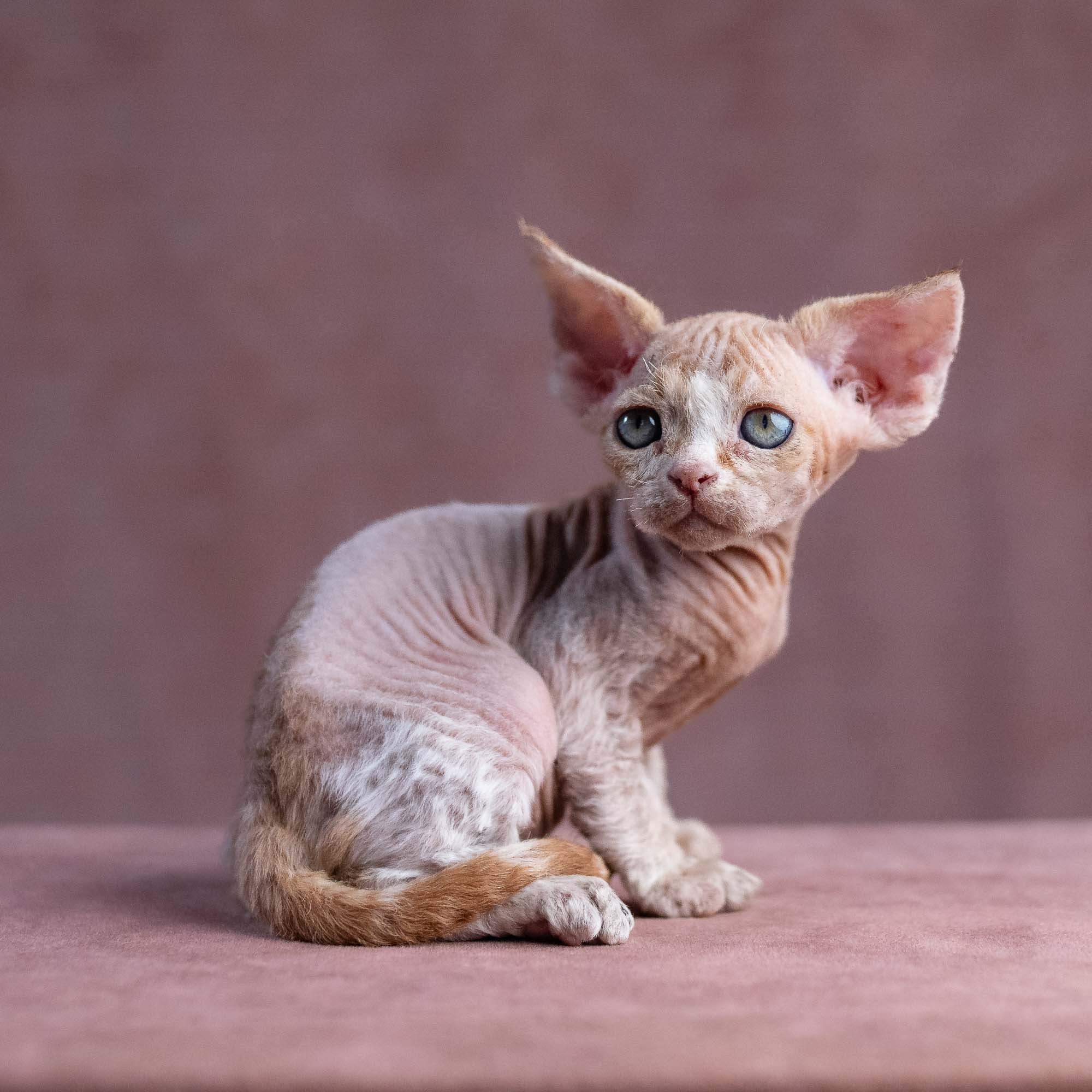 Xavi, boy, born on 08.28.2026. Devon Rex Pixie Cattery
