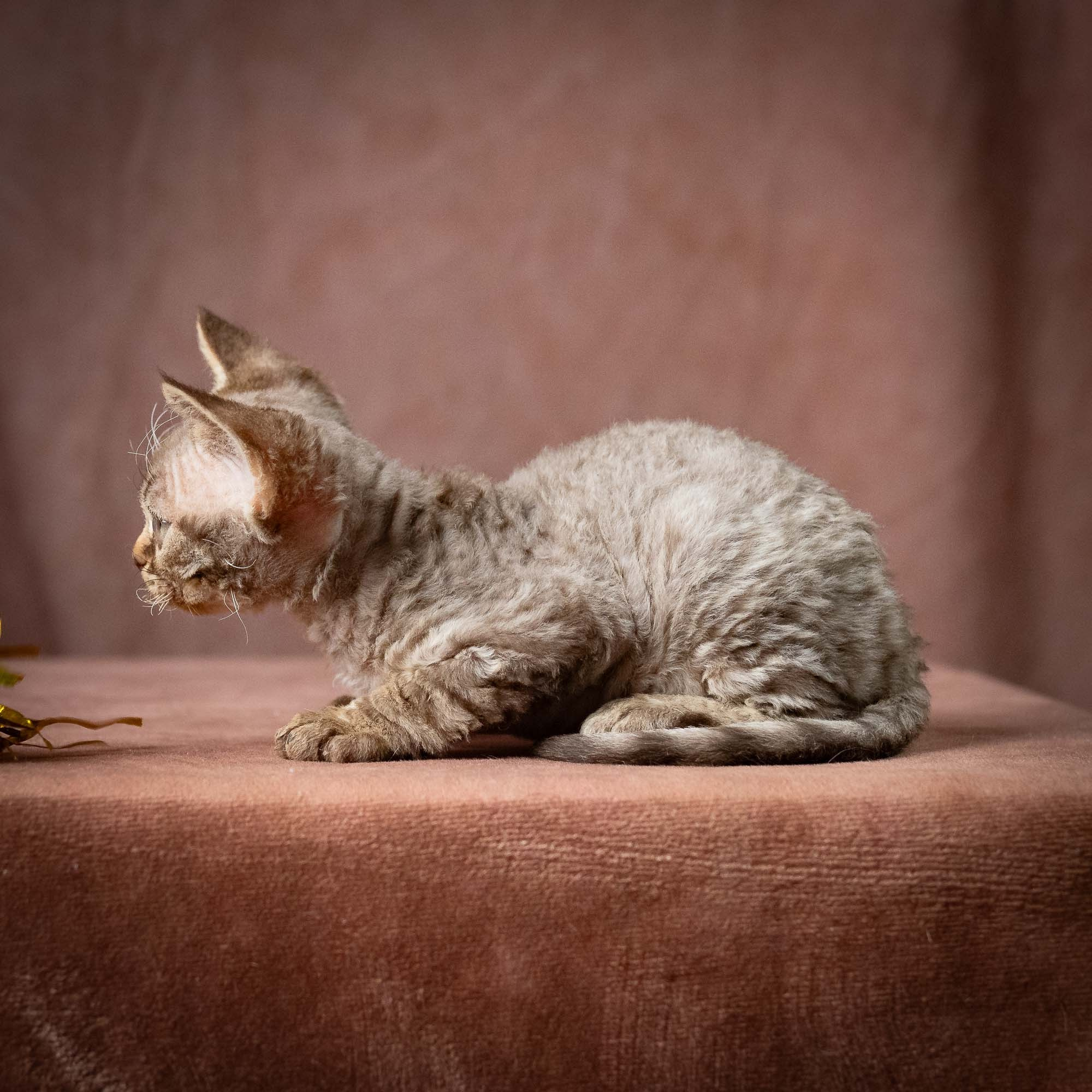 Uri, boy, born 07.19.2026. Devon Rex Pixie Cattery