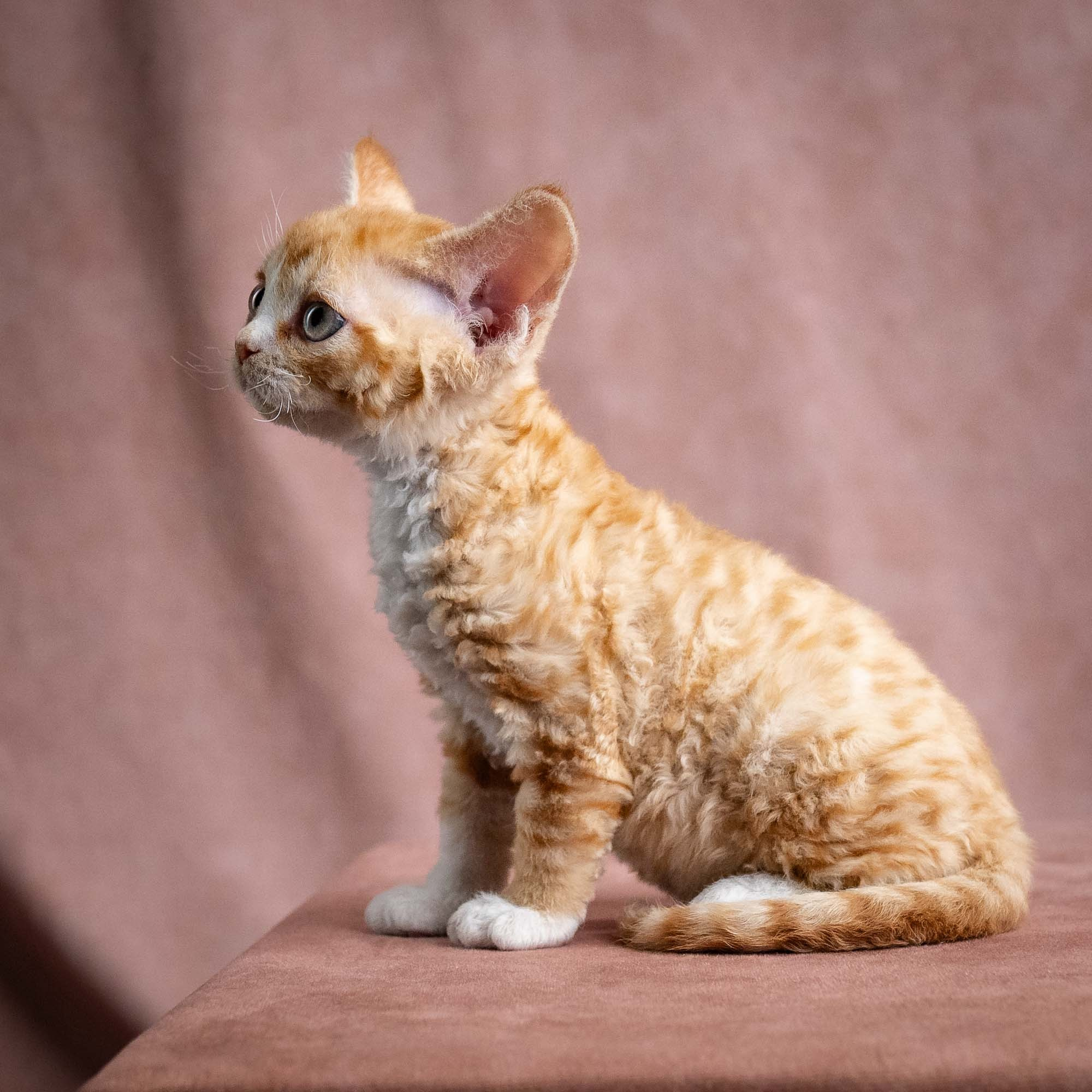 Winnie, girl, born on 08.28.2026. Devon Rex Pixie Cattery