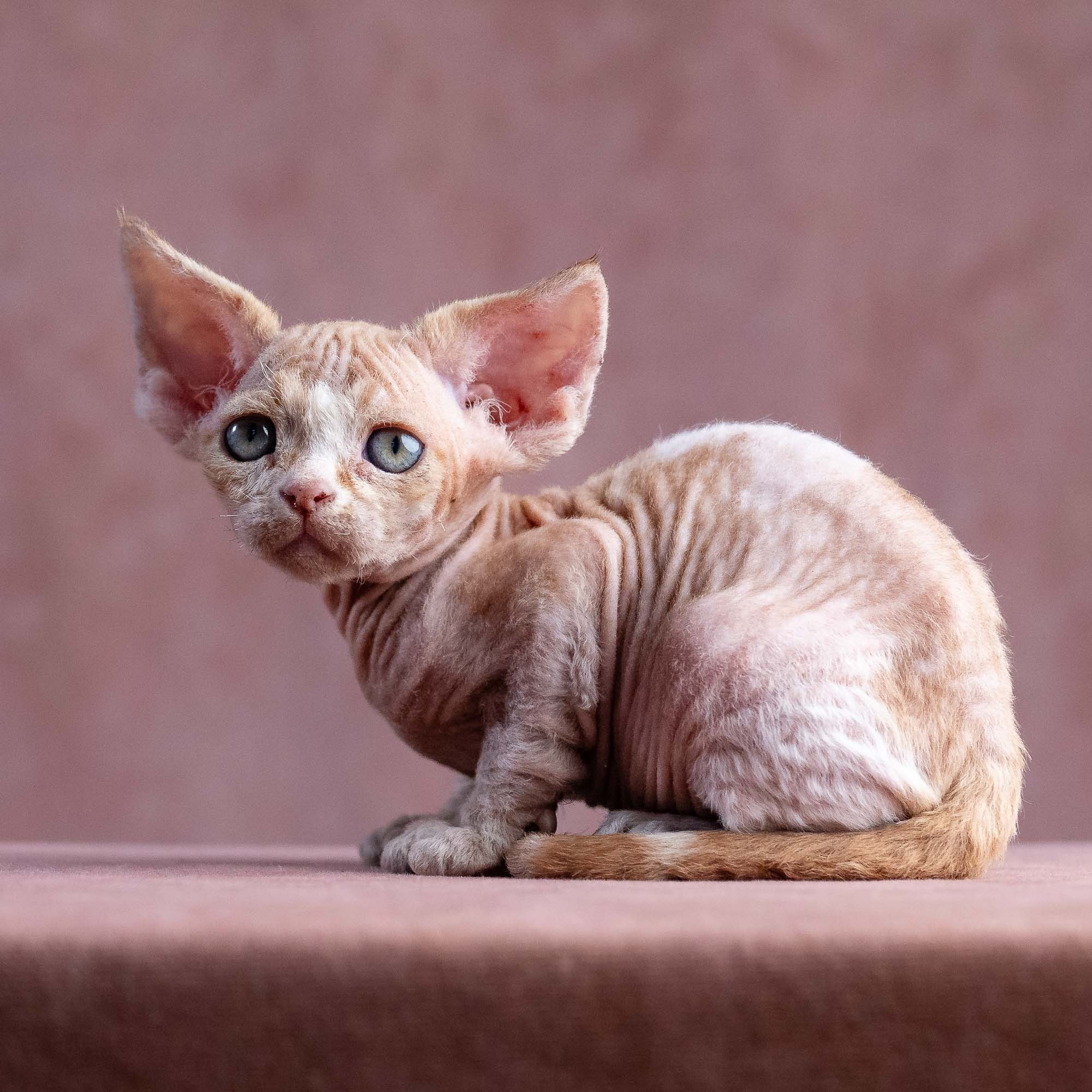 Xavi, boy, born on 08.28.2026. Devon Rex Pixie Cattery