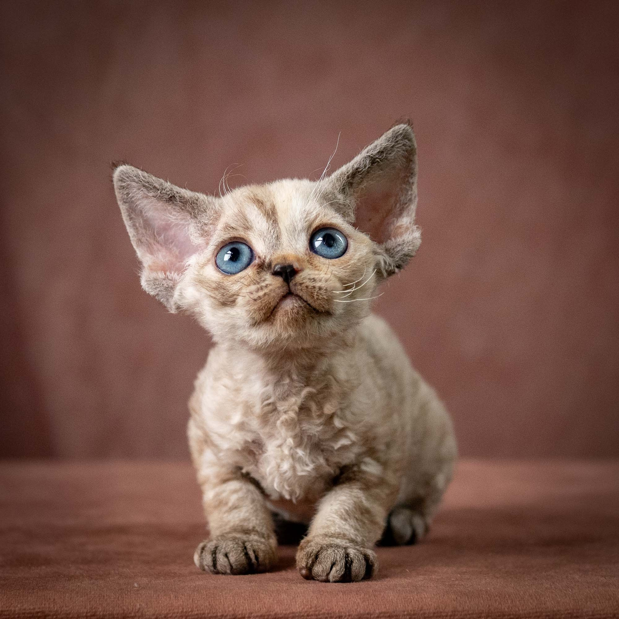 Tasha, girl, born 07.15.2026. Devon Rex Pixie Cattery