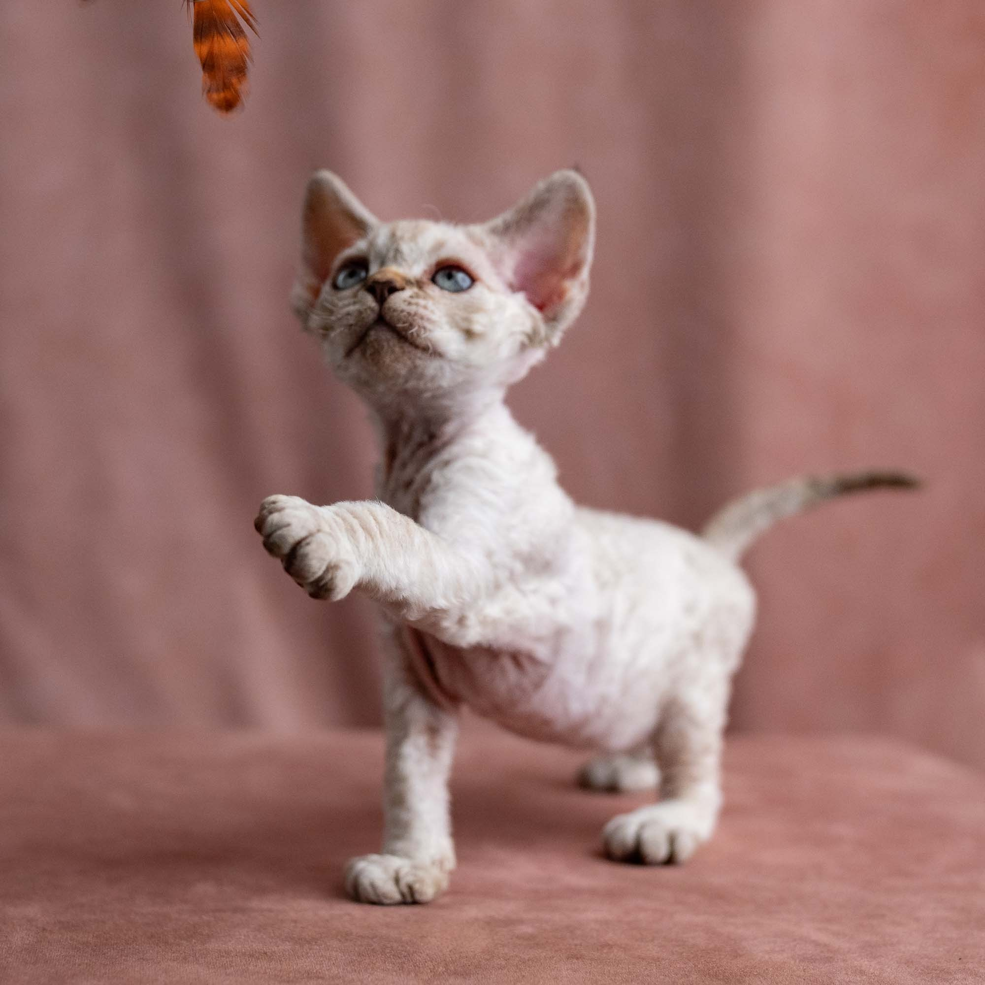Viggo, boy, born on 08.27.2026. Devon Rex Pixie Cattery
