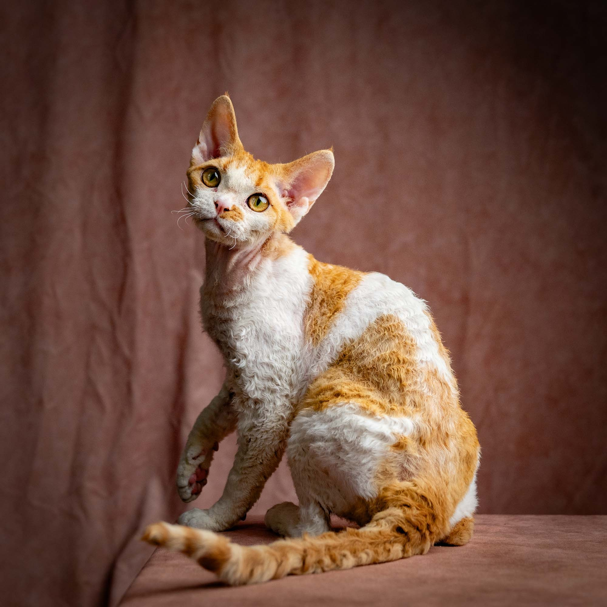 Nika. Devon Rex Pixie Cattery