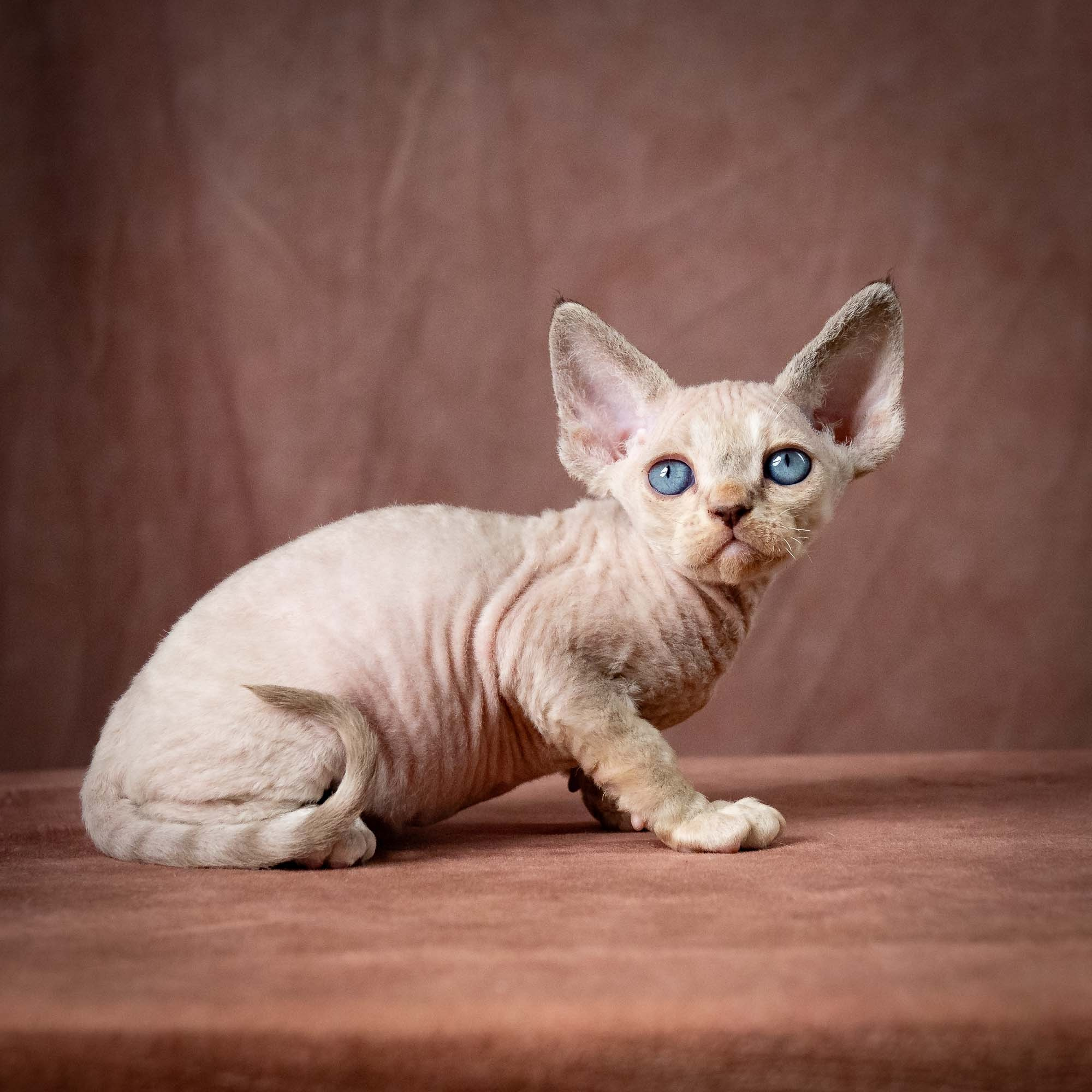 Tyson, boy, born 07.15.2026. Devon Rex Pixie Cattery