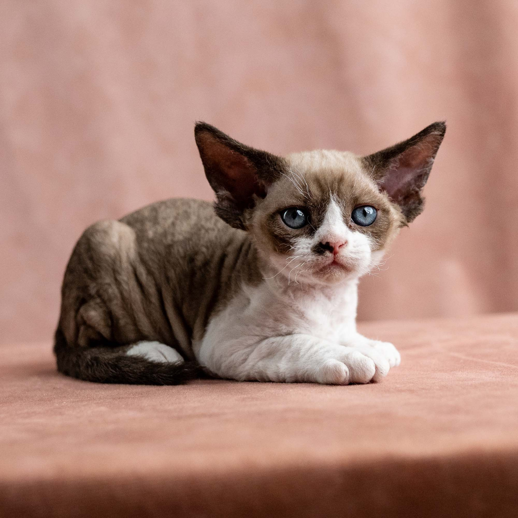 Vesper, boy, born on 08.27.2026. Devon Rex Pixie Cattery