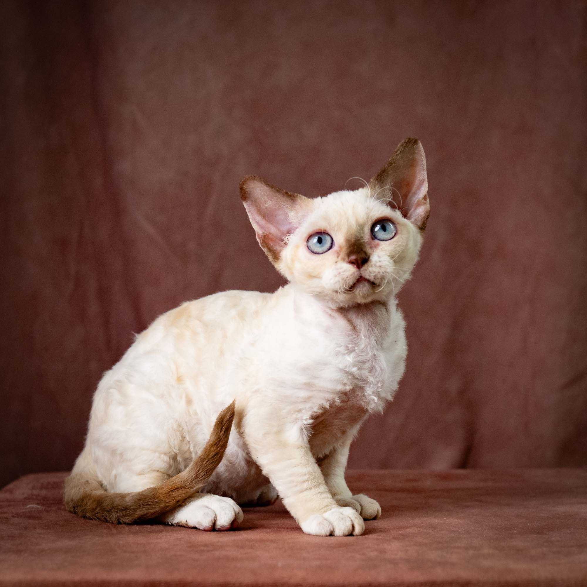 Rosalie,  girl, born 05.08.26. Devon Rex Pixie Cattery