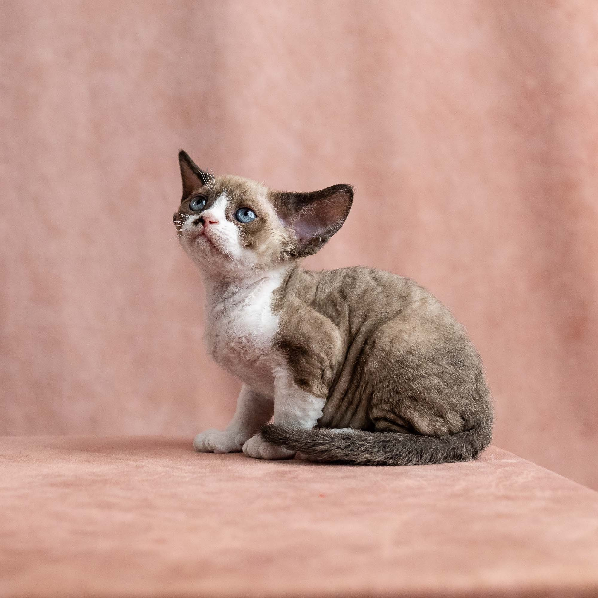 Vesper, boy, born on 08.27.2026. Devon Rex Pixie Cattery