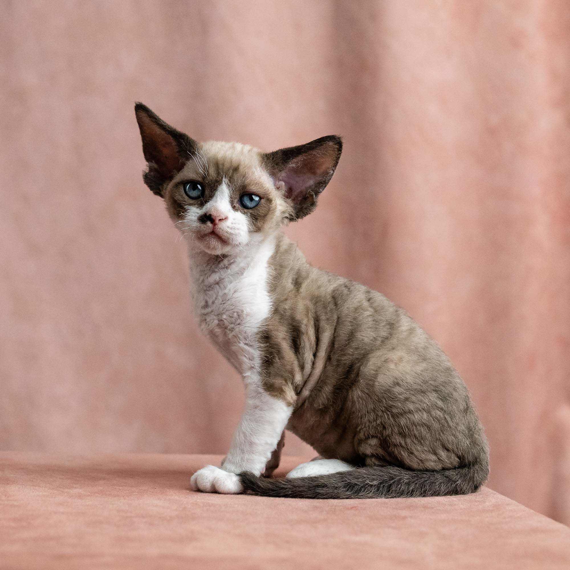 Vesper, boy, born on 08.27.2026. Devon Rex Pixie Cattery
