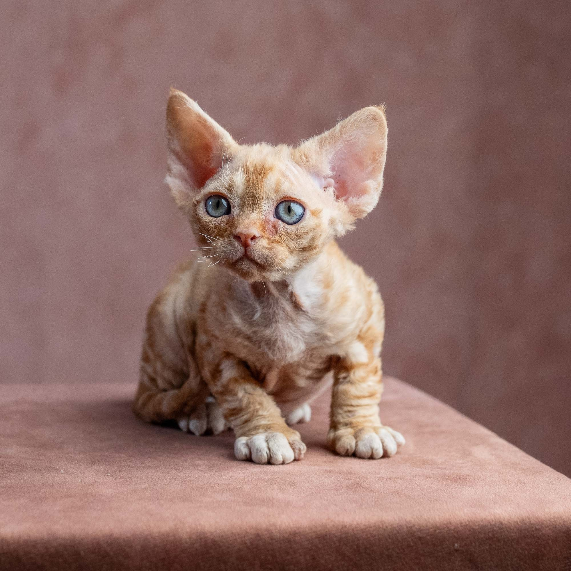 Xenia, girl, born on 08.28.2026. Devon Rex Pixie Cattery
