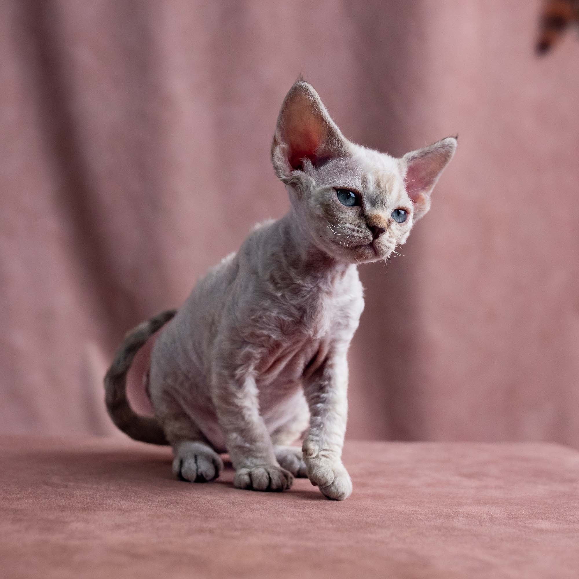 Viggo, boy, born on 08.27.2026. Devon Rex Pixie Cattery