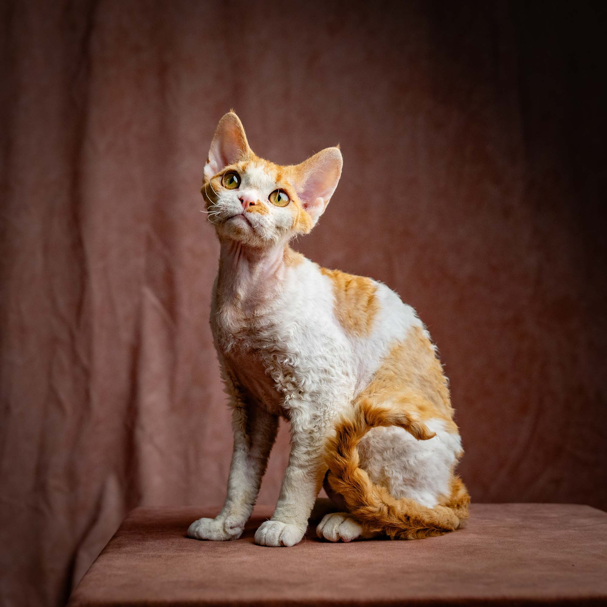 Nika. Devon Rex Pixie Cattery
