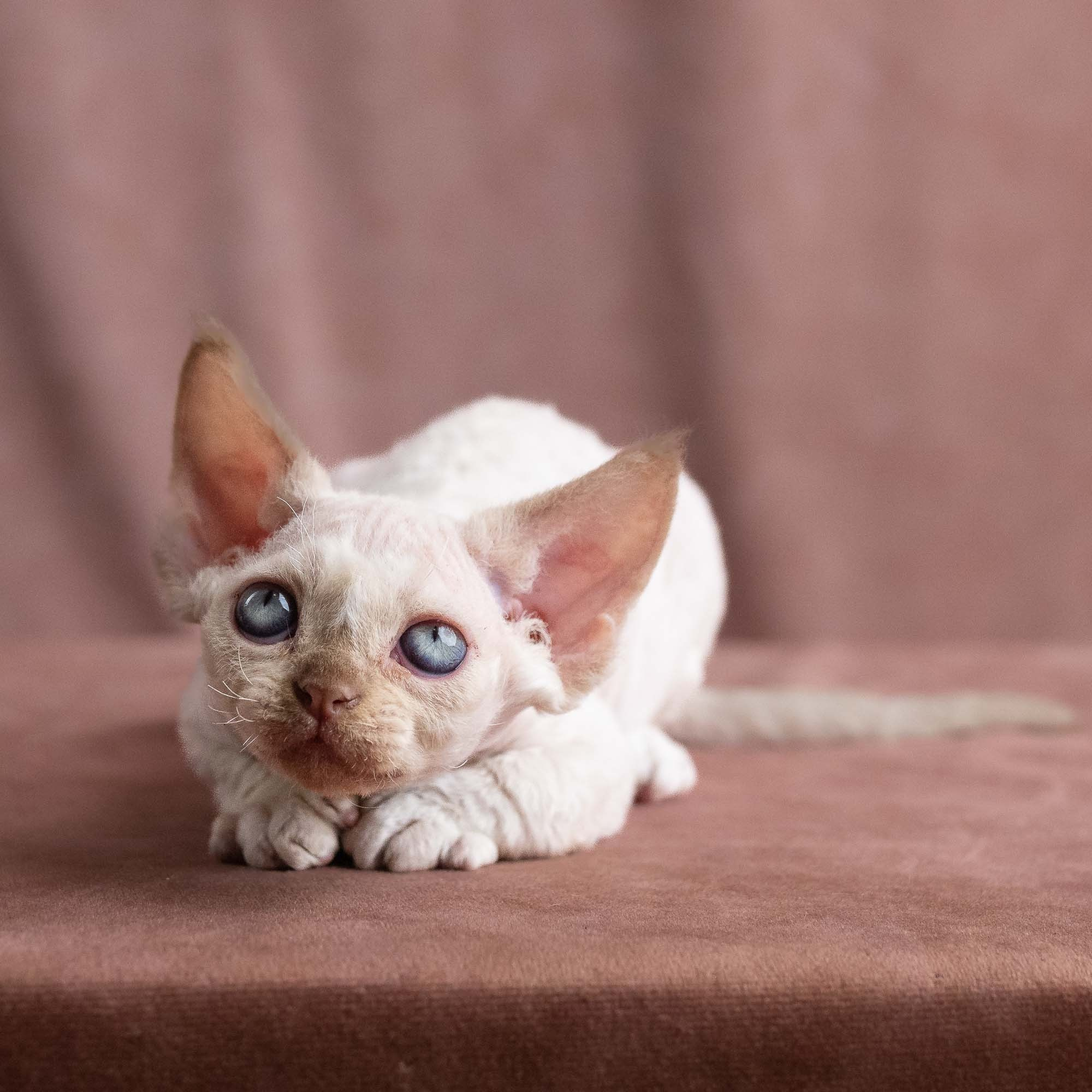 Vince, boy, born on 08.27.2026. Devon Rex Pixie Cattery