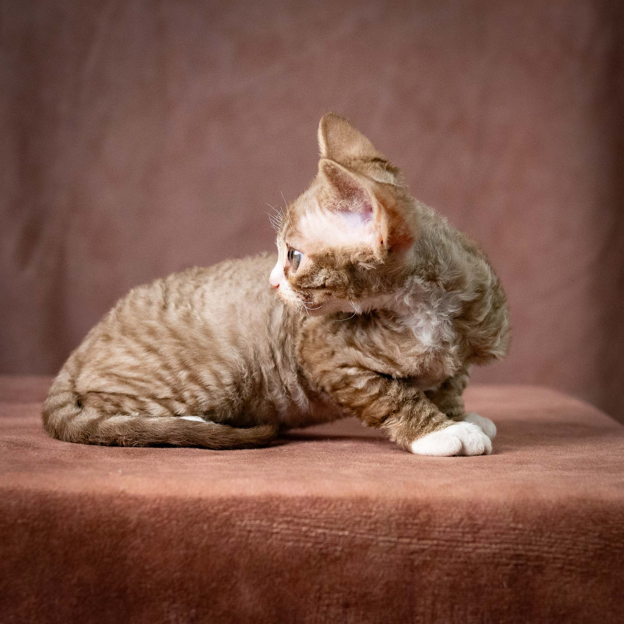 Ulysses, boy, born 07.19.2026. Devon Rex Pixie Cattery
