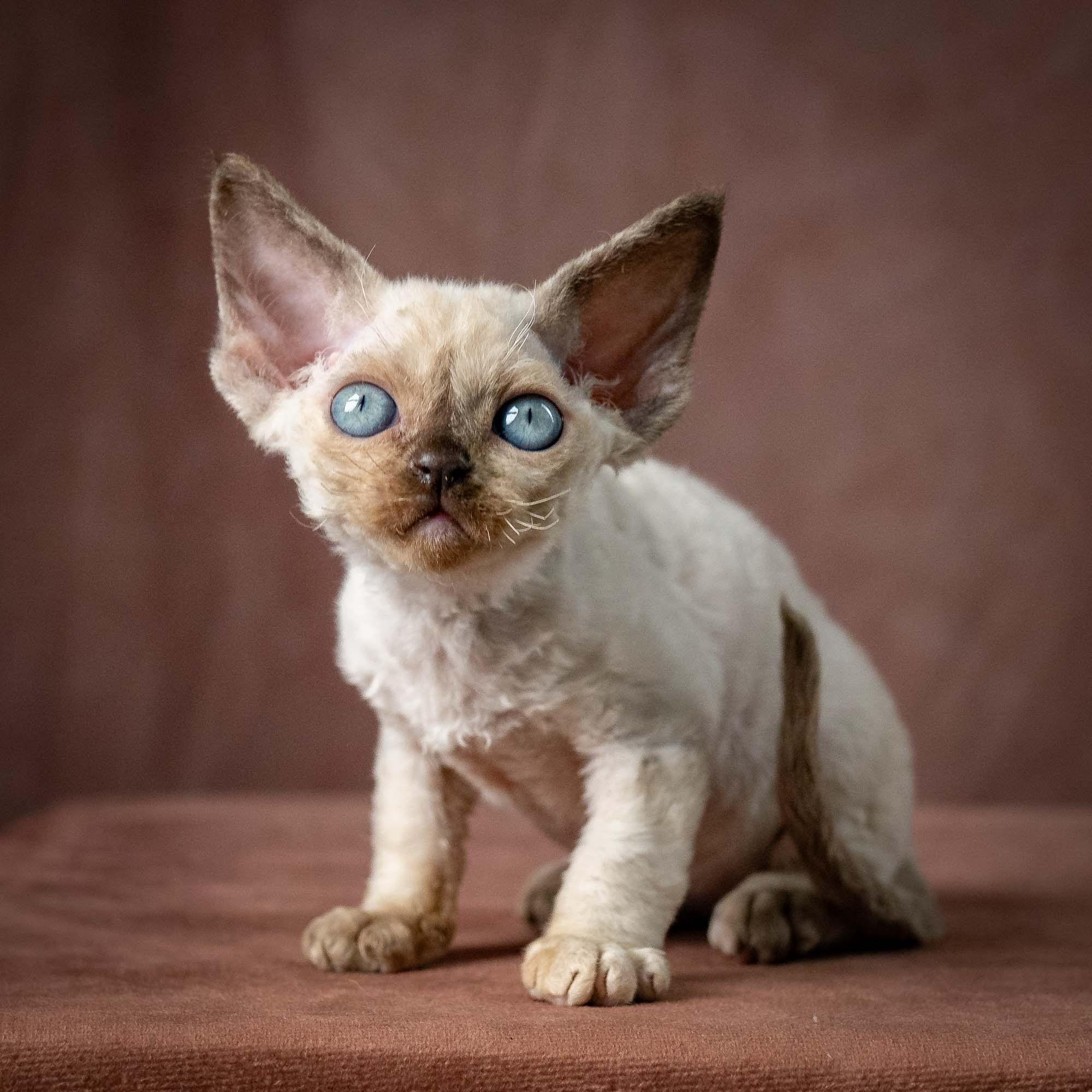 Tessa, girl, born 07.15.2026. Devon Rex Pixie Cattery