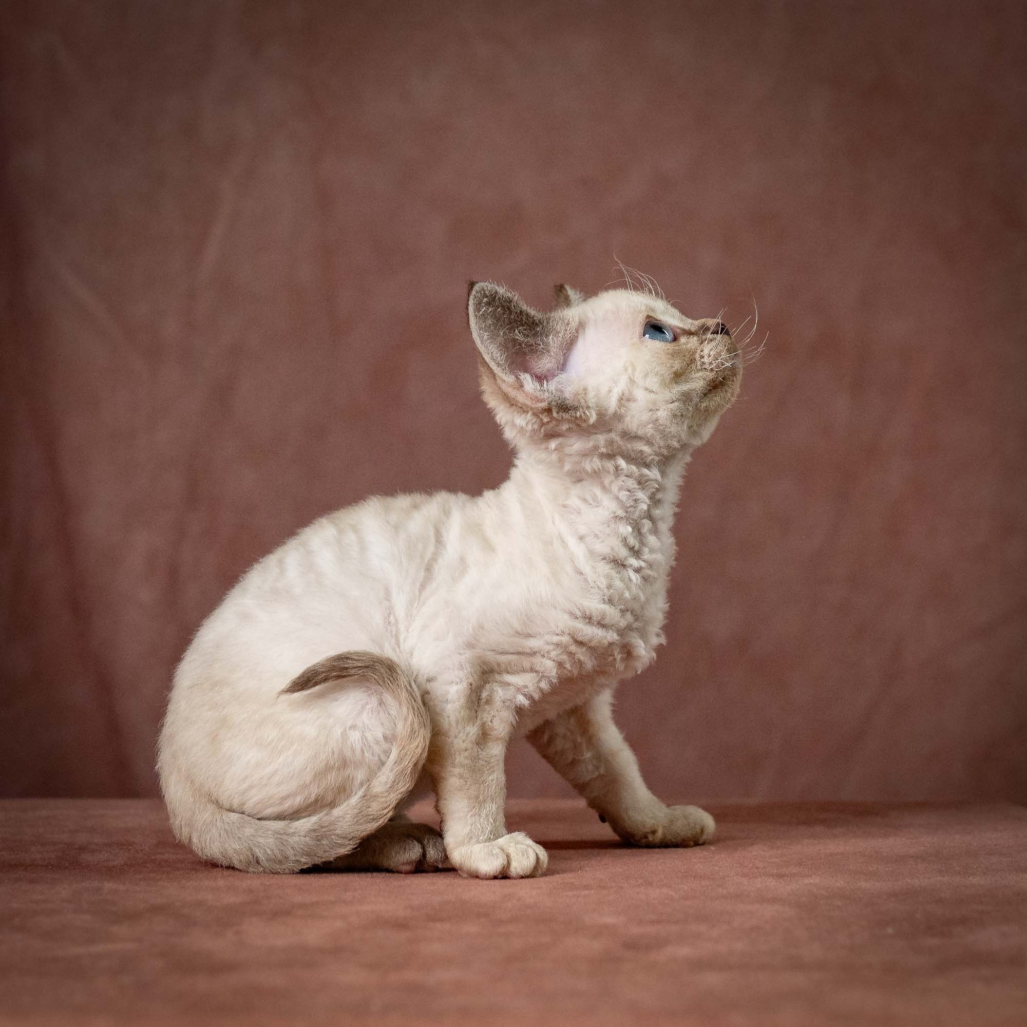 Tina, girl, born 07.15.2026. Devon Rex Pixie Cattery