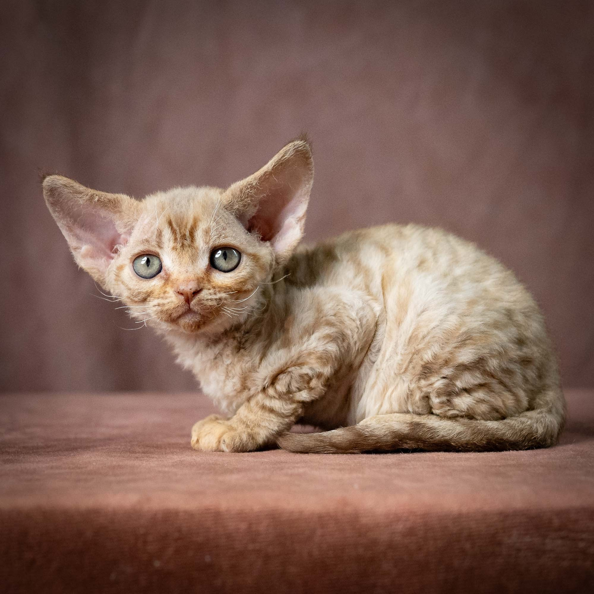Umi, girl, born 07.19.2026. Devon Rex Pixie Cattery