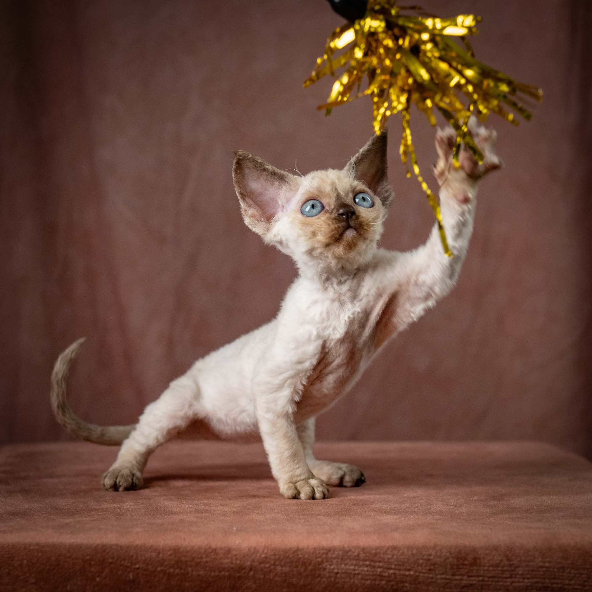 Tessa, girl, born 07.15.2026. Devon Rex Pixie Cattery