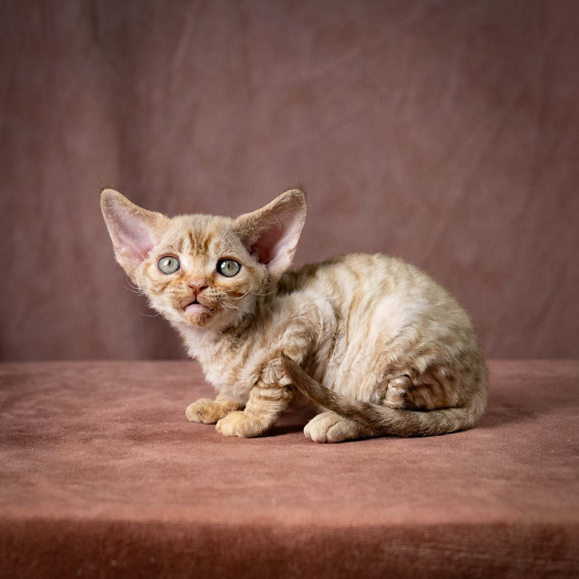Umi, girl, born 07.19.2026. Devon Rex Pixie Cattery