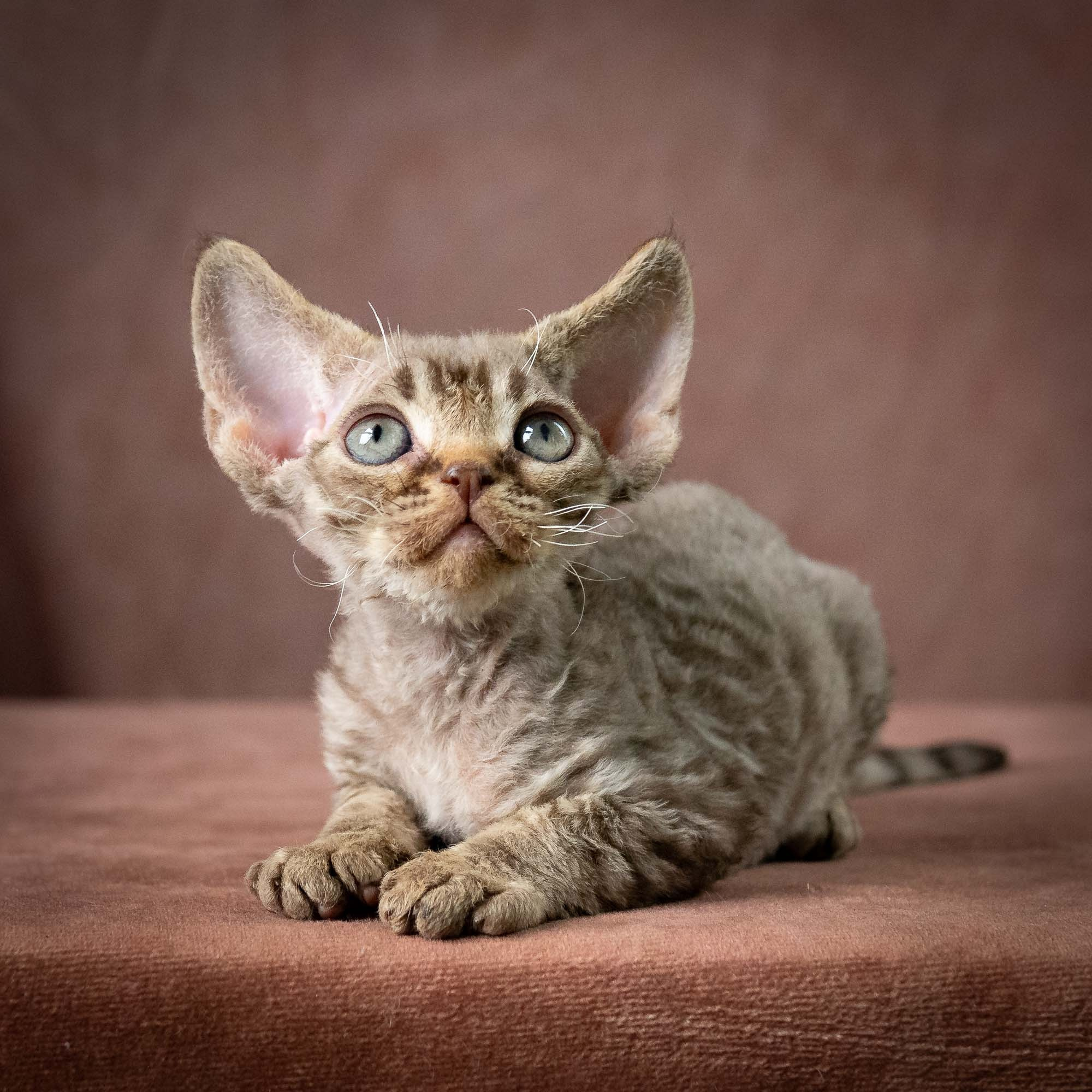 Uri, boy, born 07.19.2026. Devon Rex Pixie Cattery