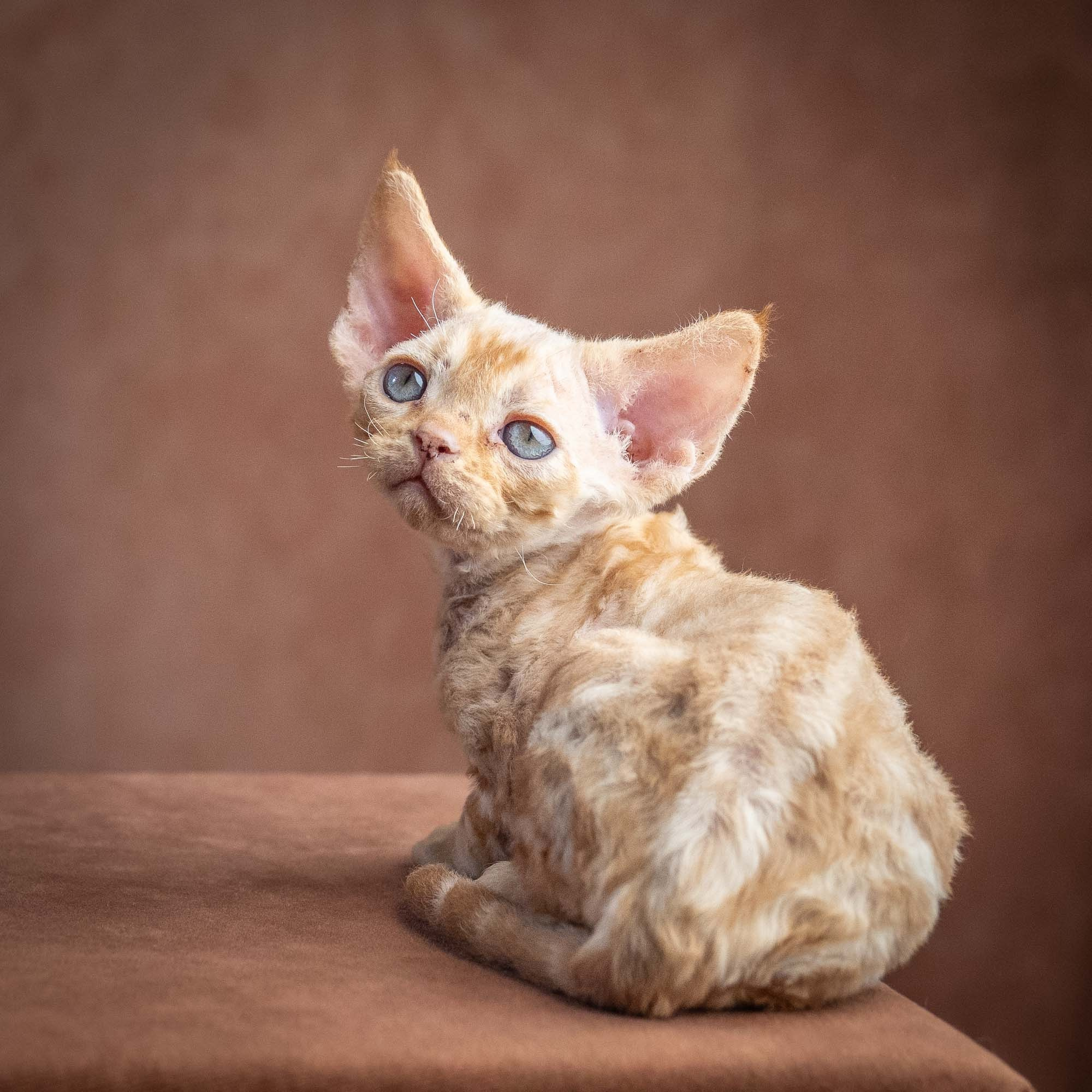 Xan, boy, born on 08.28.2026. Devon Rex Pixie Cattery