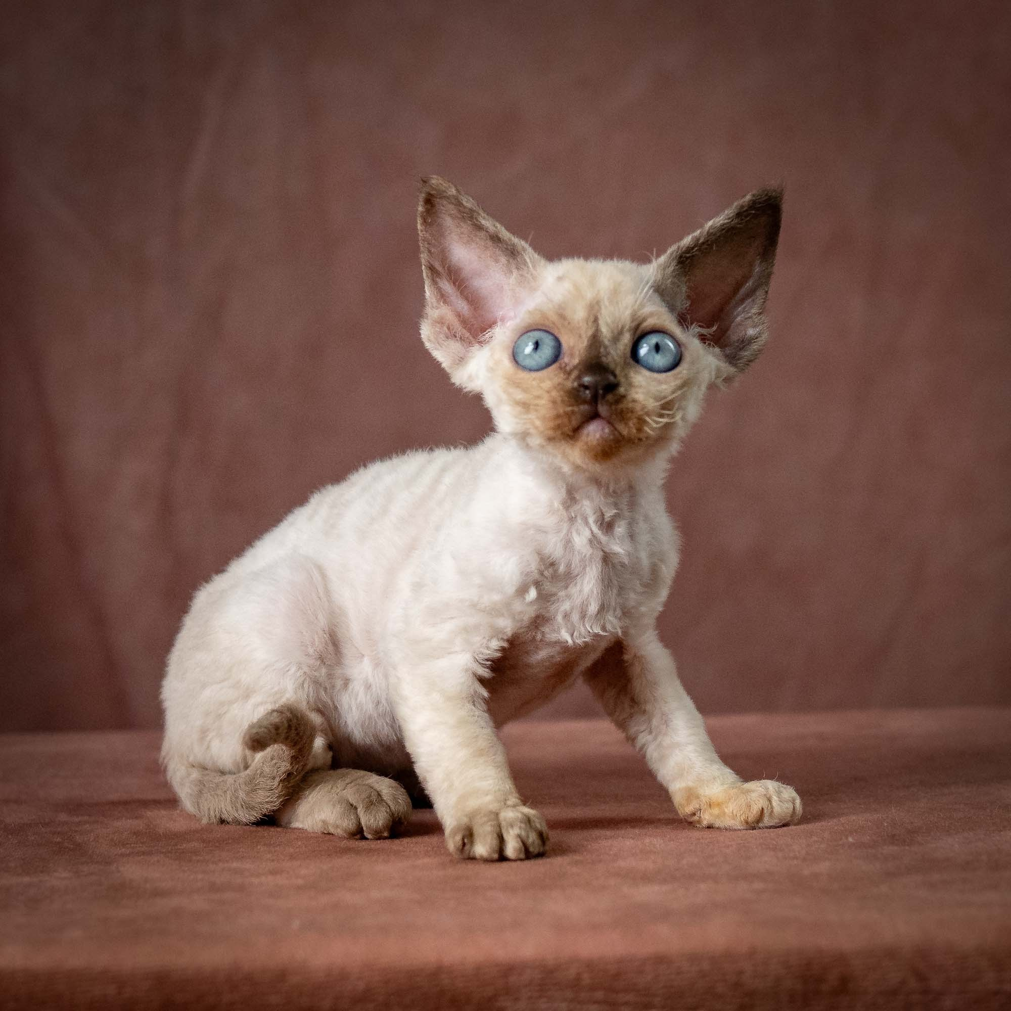 Tessa, girl, born 07.15.2026. Devon Rex Pixie Cattery