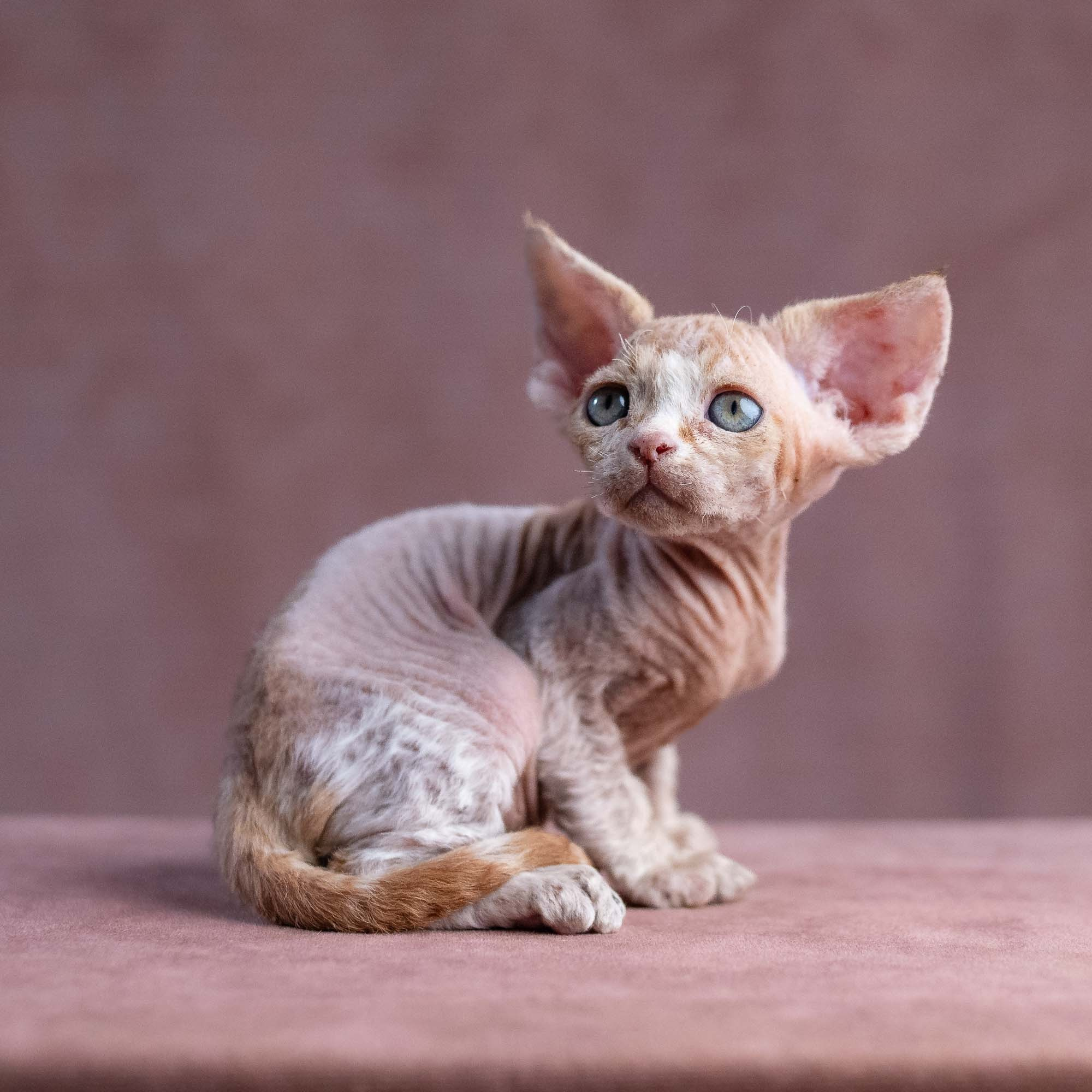 Xavi, boy, born on 08.28.2026. Devon Rex Pixie Cattery