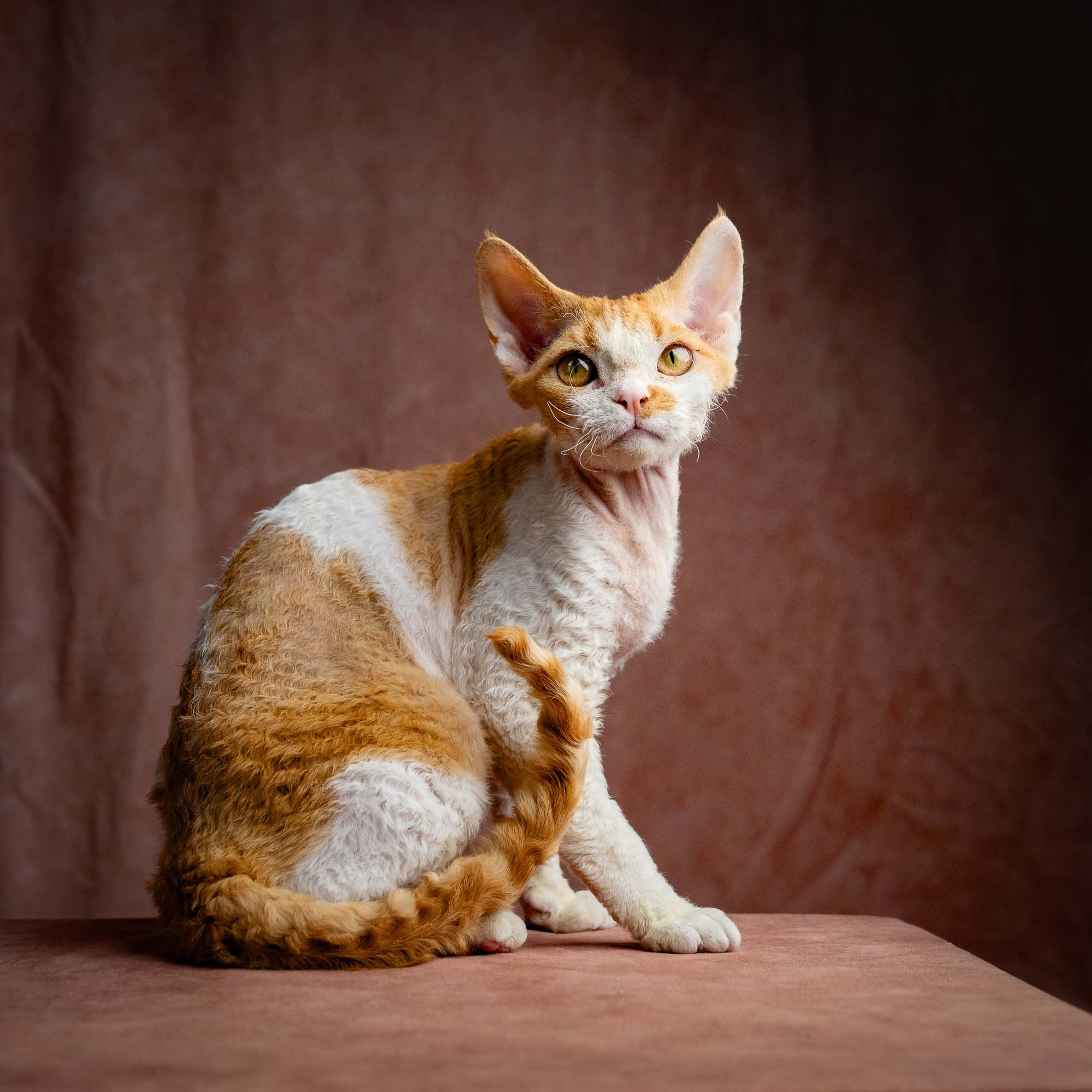 Nika. Devon Rex Pixie Cattery