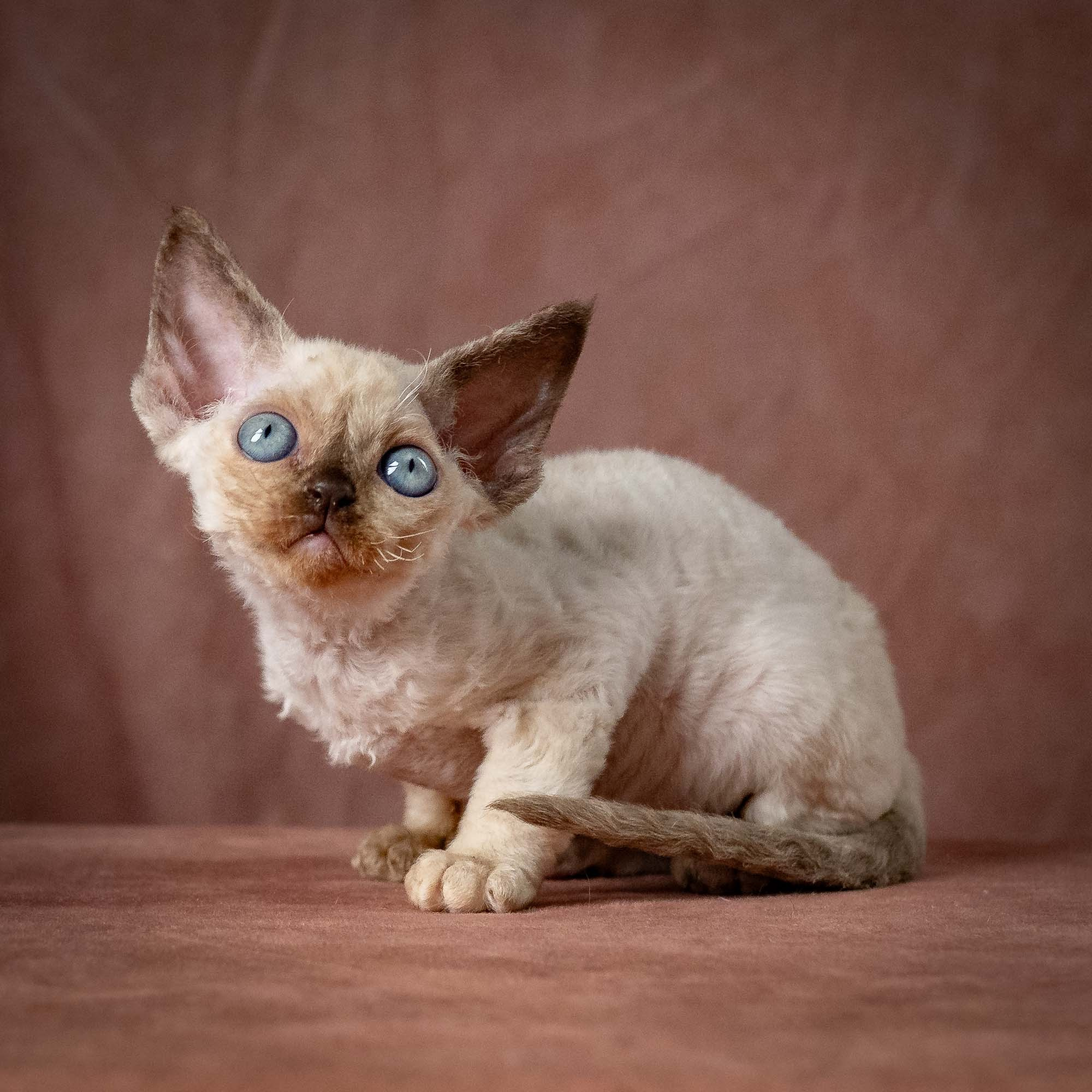 Tessa, girl, born 07.15.2026. Devon Rex Pixie Cattery