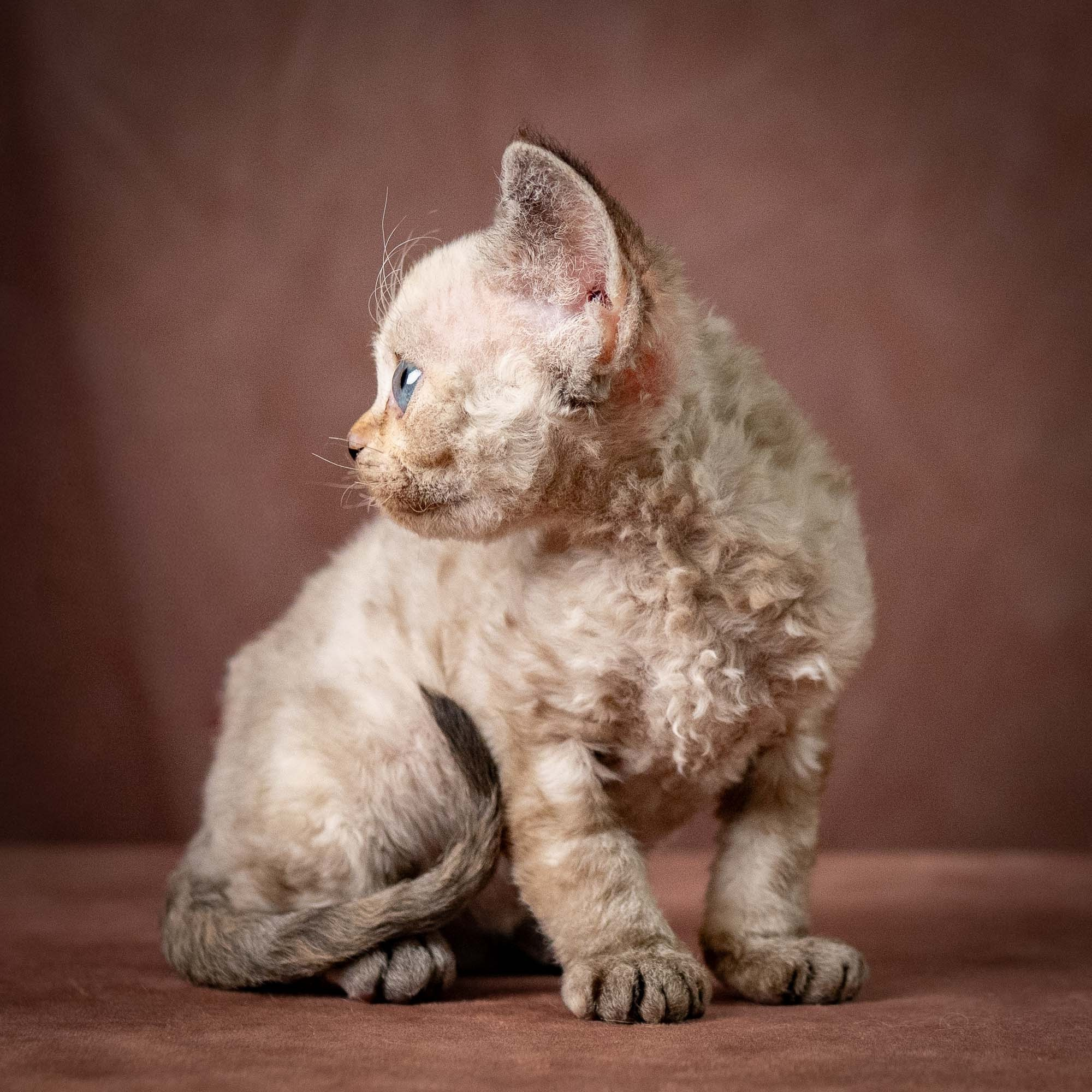 Tasha, girl, born 07.15.2026. Devon Rex Pixie Cattery