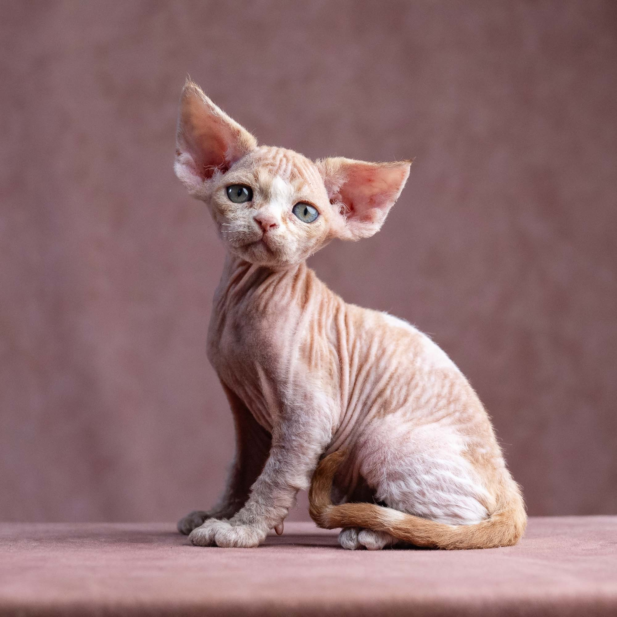 Xavi, boy, born on 08.28.2026. Devon Rex Pixie Cattery