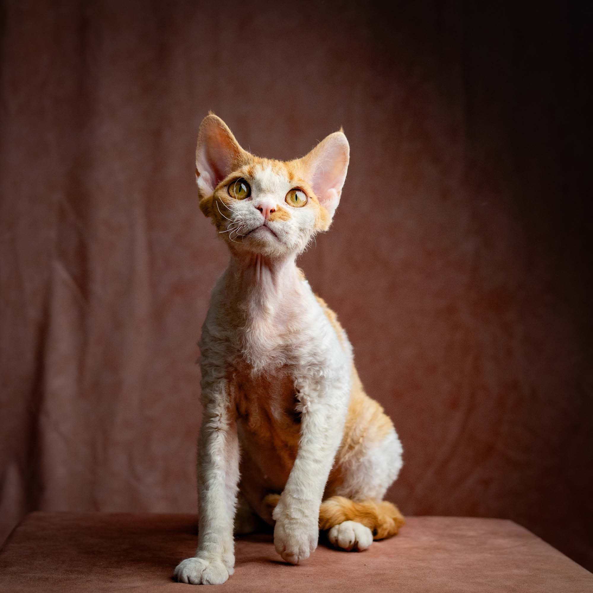 Nika. Devon Rex Pixie Cattery