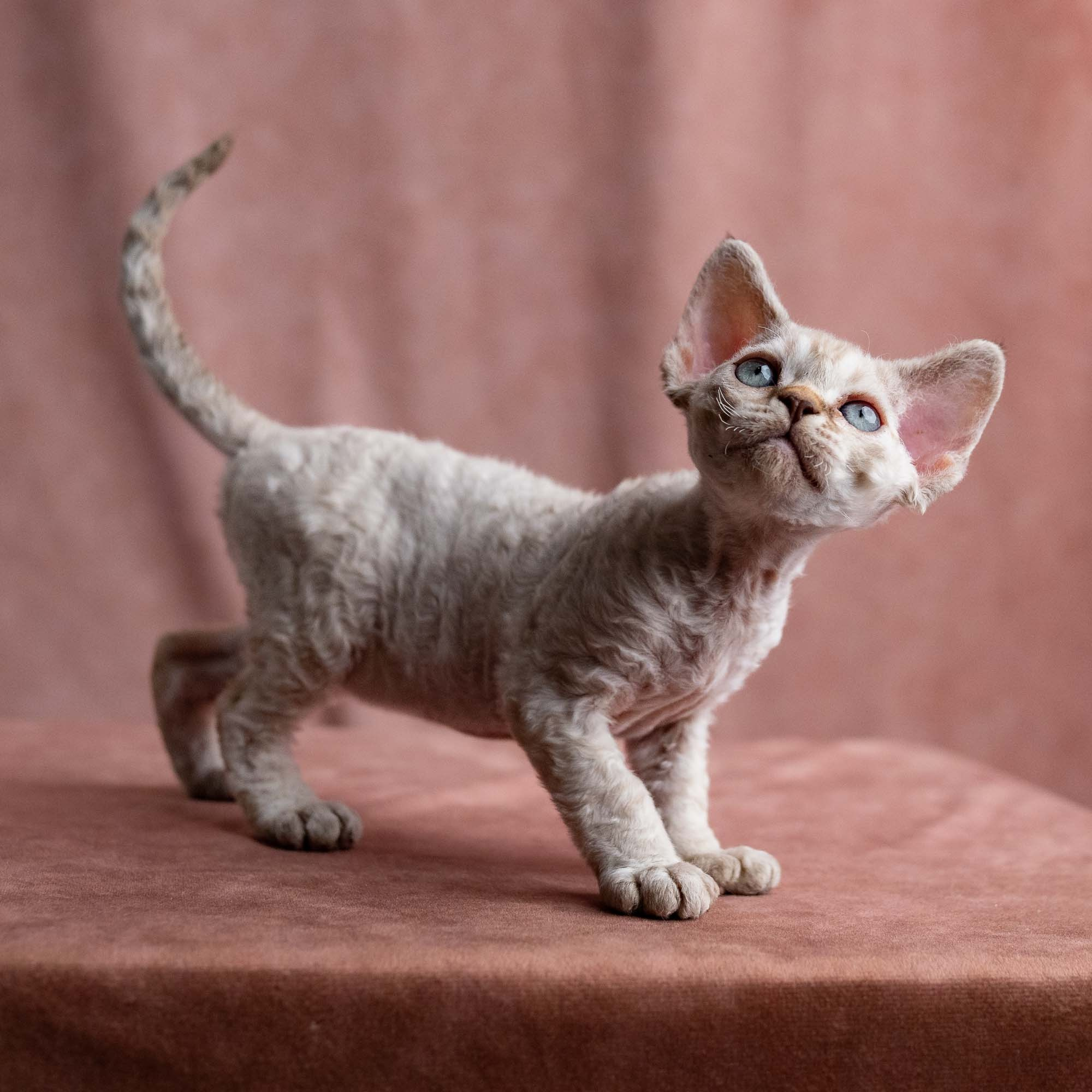 Viggo, boy, born on 08.27.2026. Devon Rex Pixie Cattery