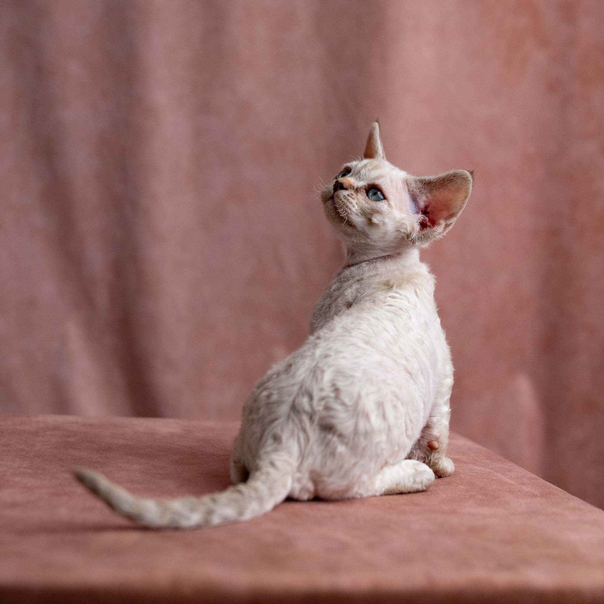 Viggo, boy, born on 08.27.2026. Devon Rex Pixie Cattery