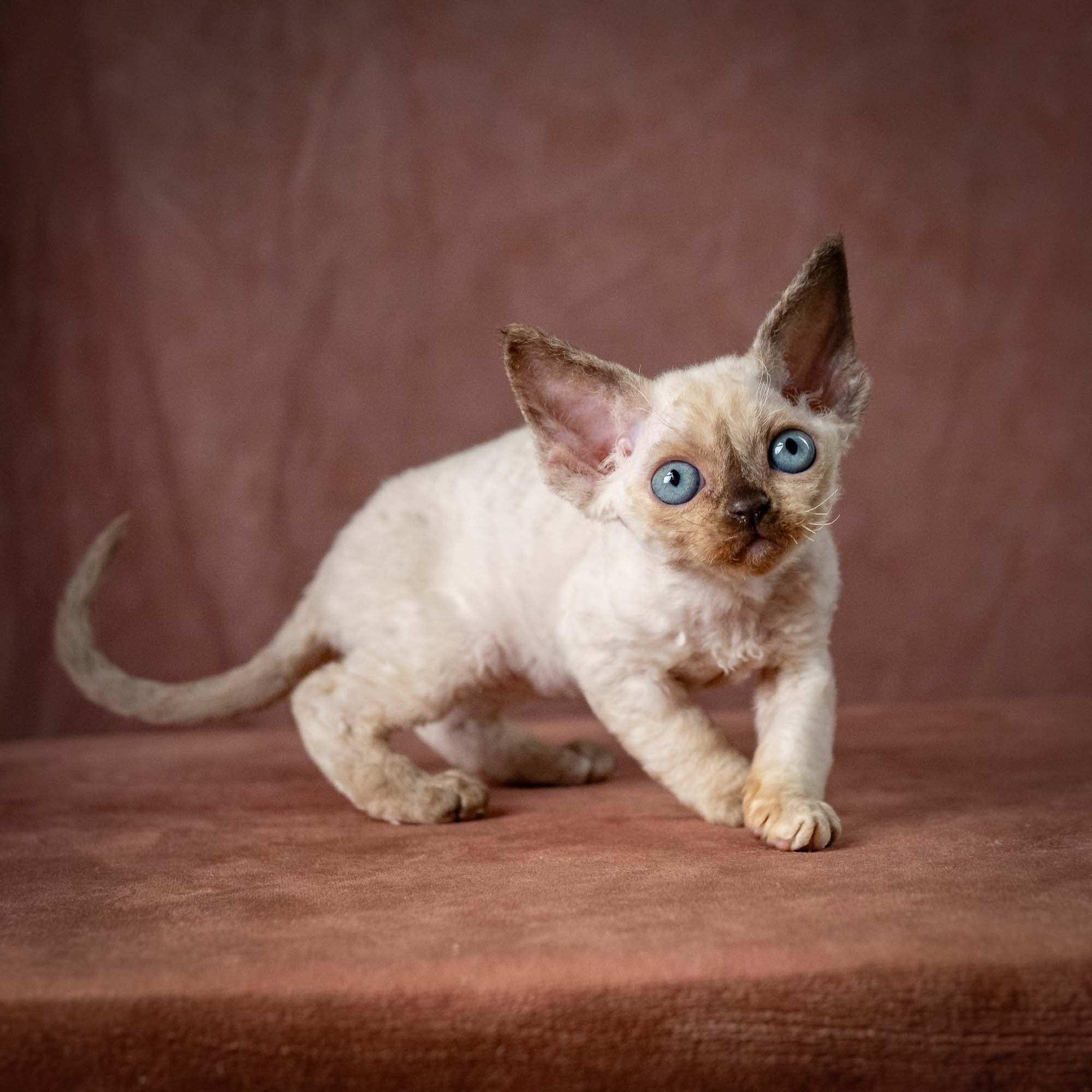 Tessa, girl, born 07.15.2026. Devon Rex Pixie Cattery