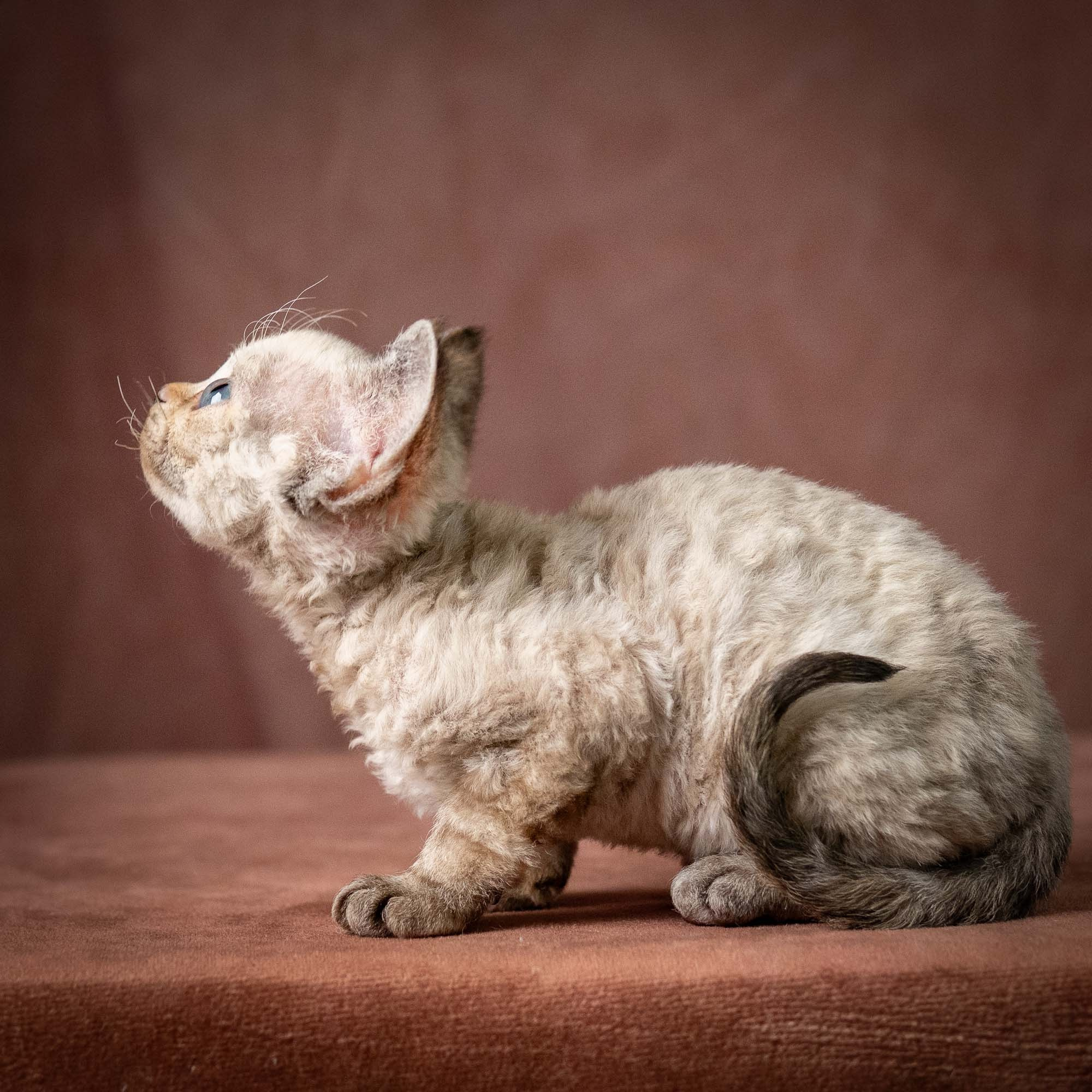 Tasha, girl, born 07.15.2026. Devon Rex Pixie Cattery