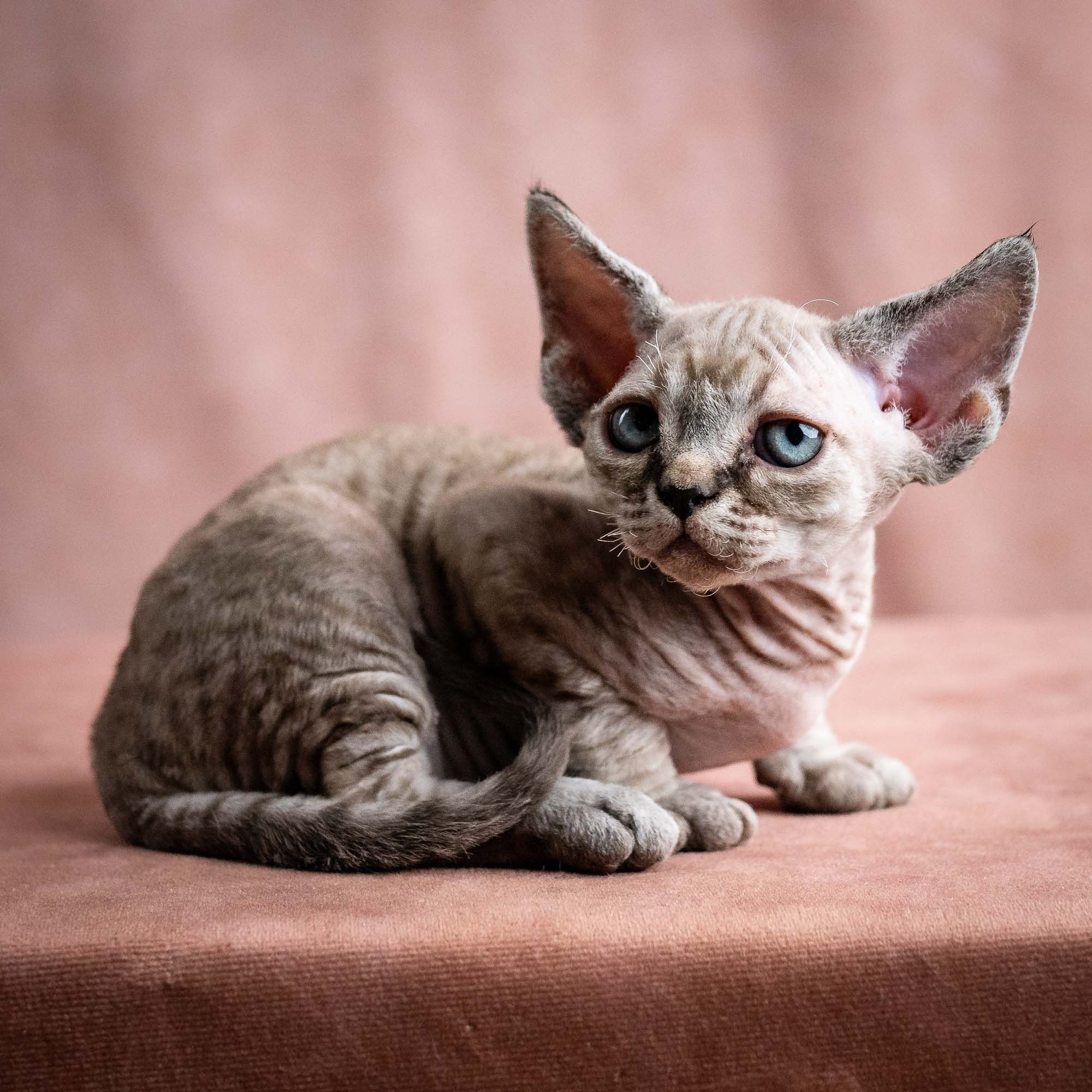Viking, boy, born on 08.27.2026. Devon Rex Pixie Cattery