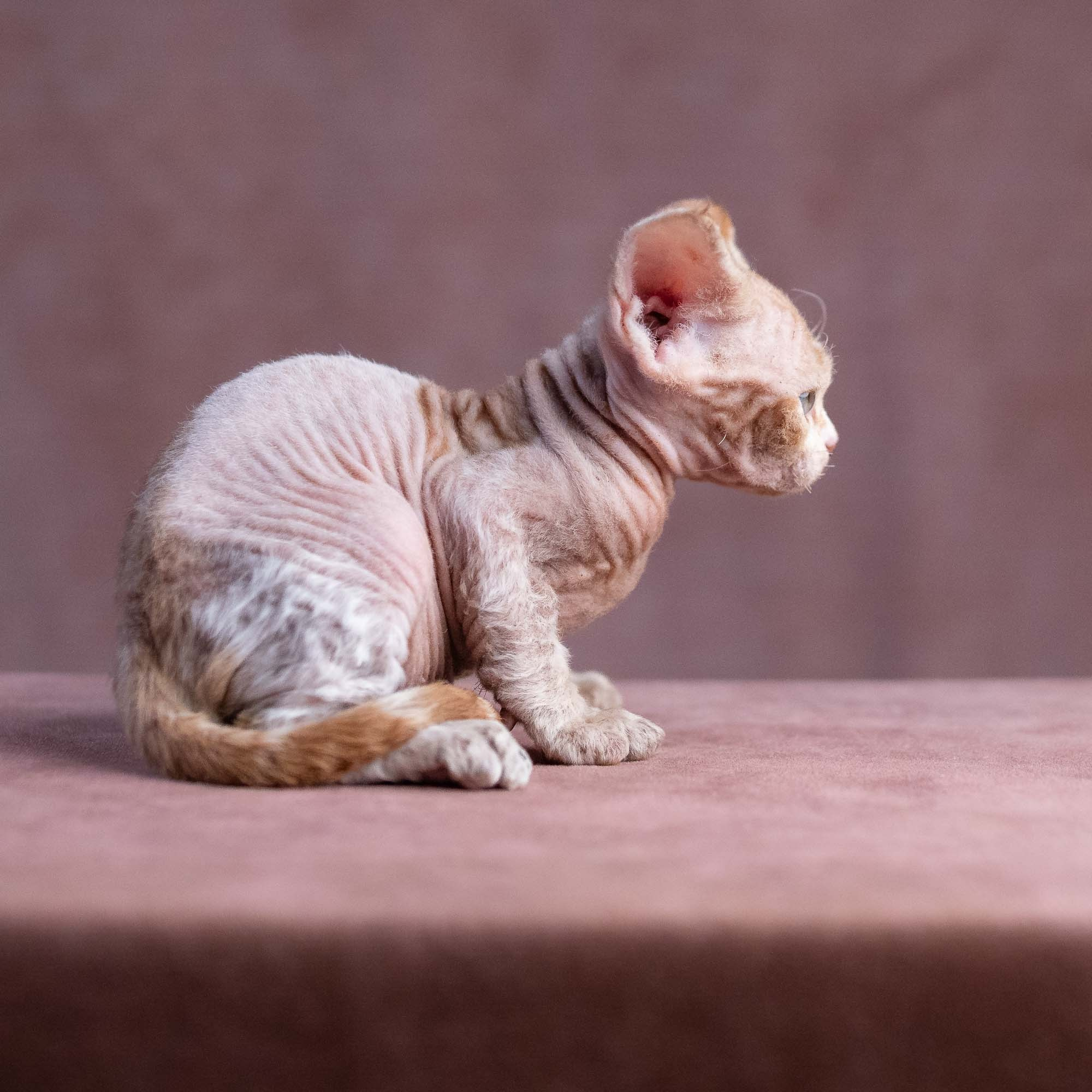Xavi, boy, born on 08.28.2026. Devon Rex Pixie Cattery