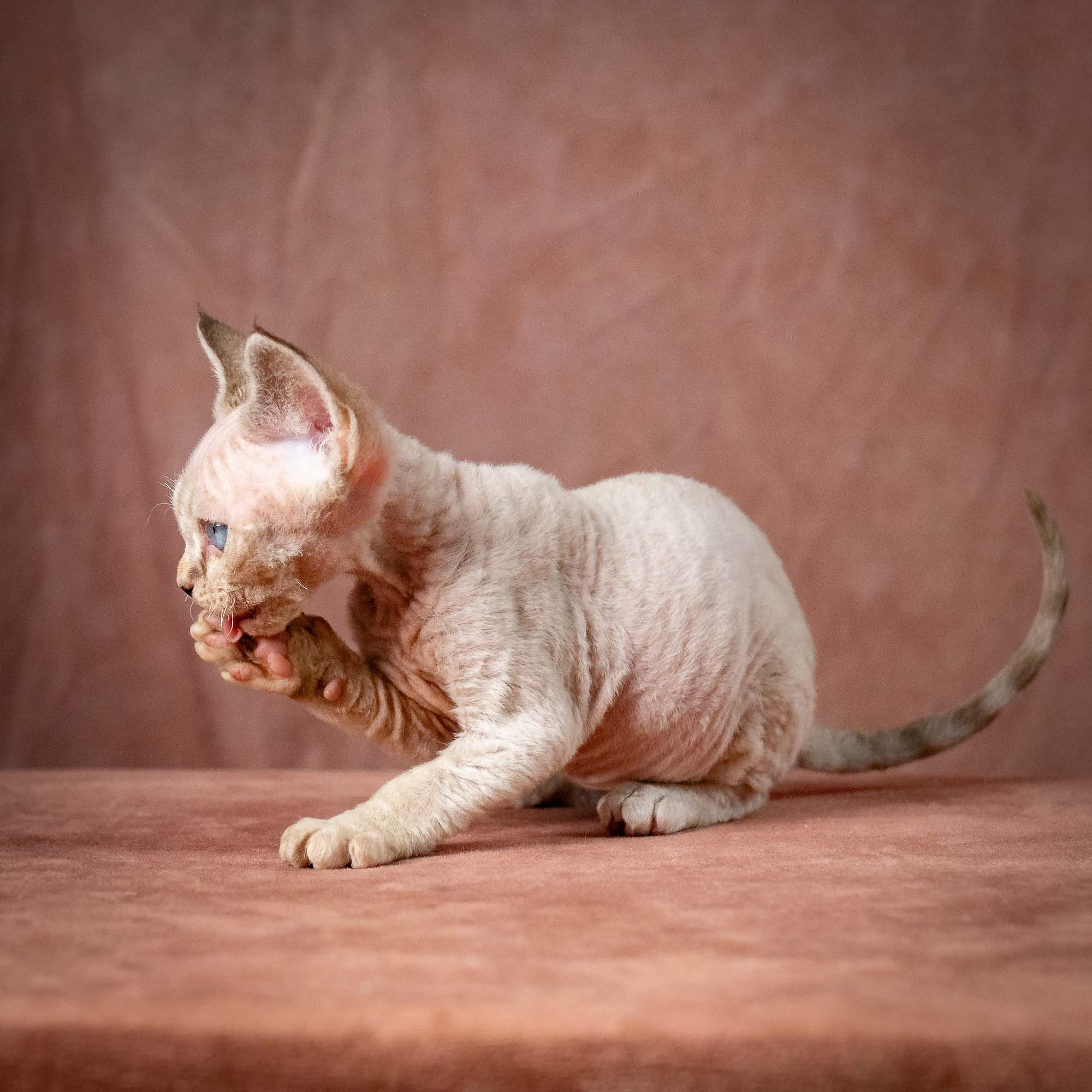 Tyson, boy, born 07.15.2026. Devon Rex Pixie Cattery
