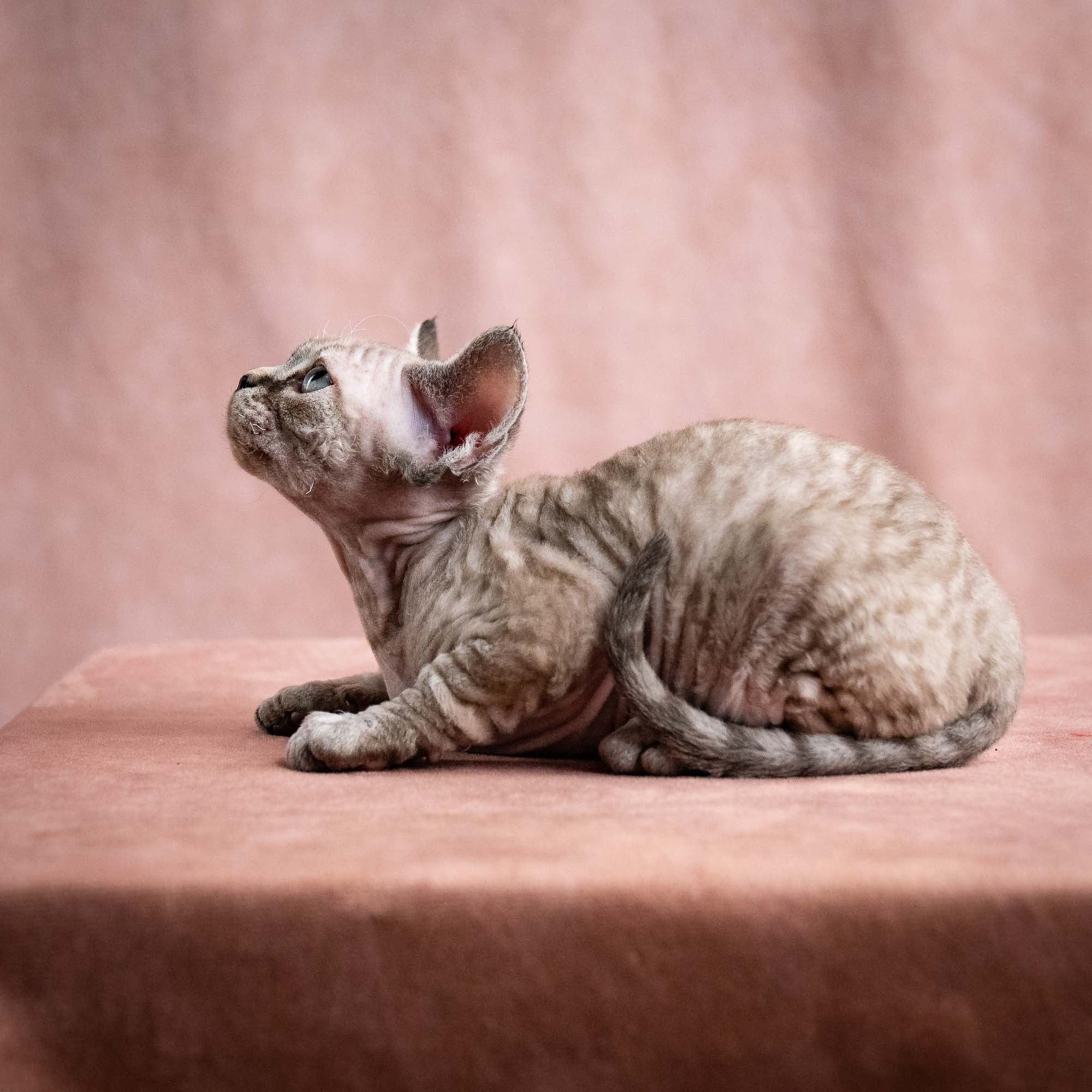Viking, boy, born on 08.27.2026. Devon Rex Pixie Cattery
