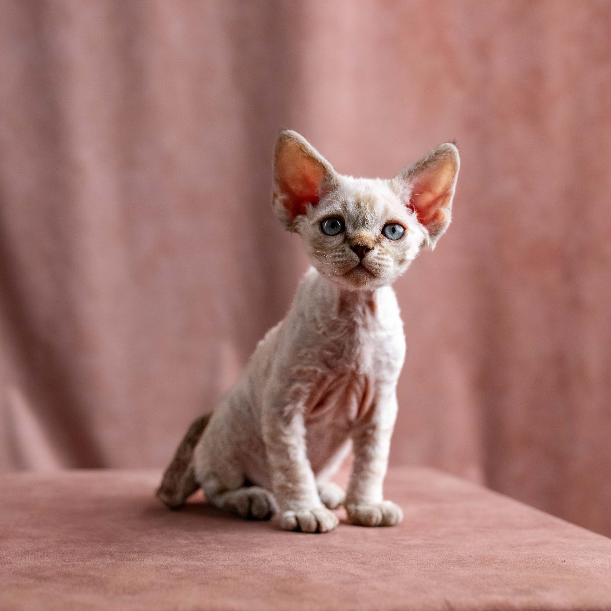 Viggo, boy, born on 08.27.2026. Devon Rex Pixie Cattery