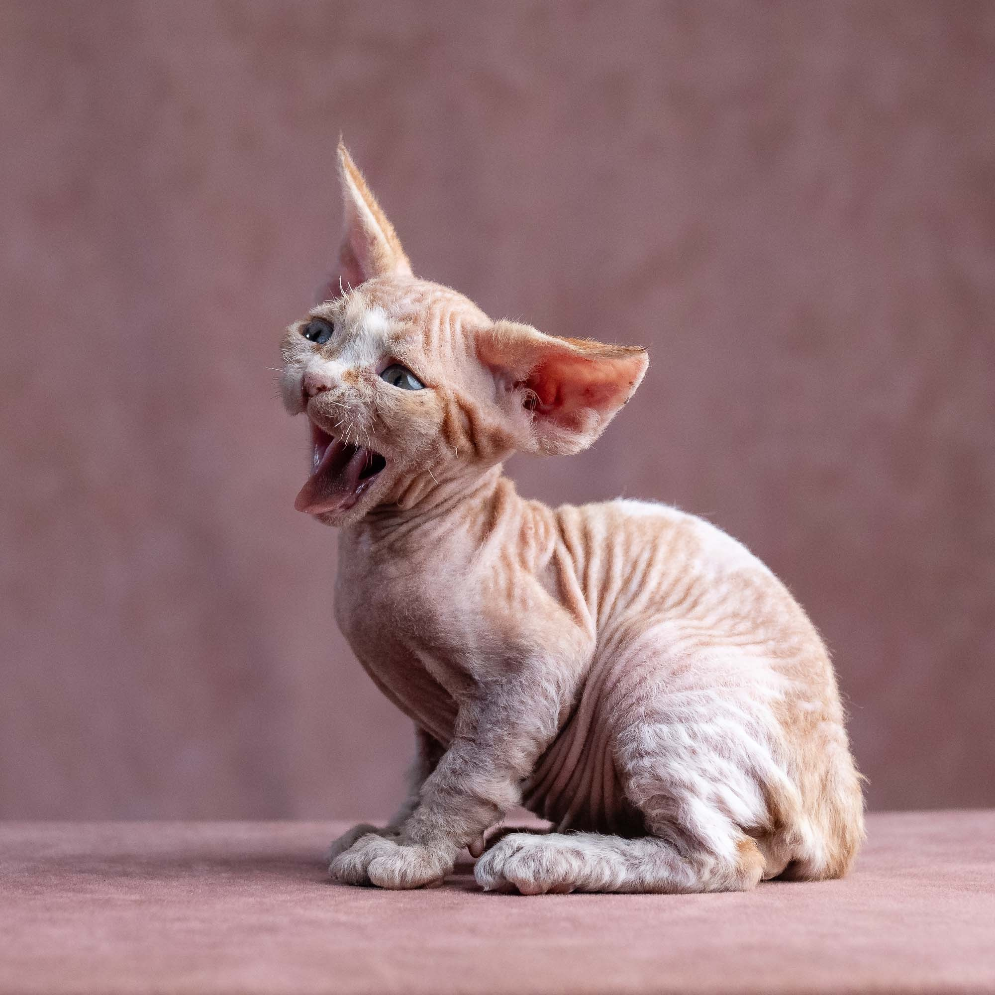 Xavi, boy, born on 08.28.2026. Devon Rex Pixie Cattery